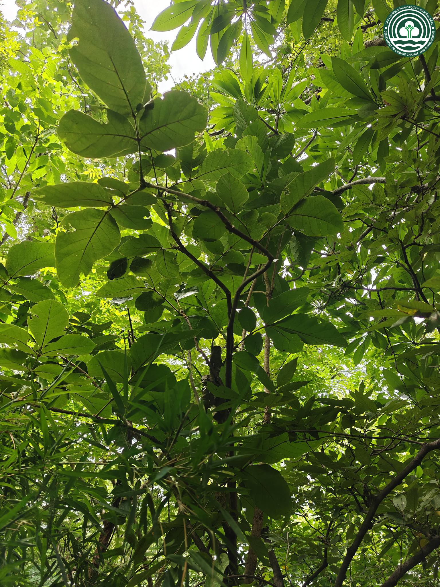 Fernandoa adenophylla