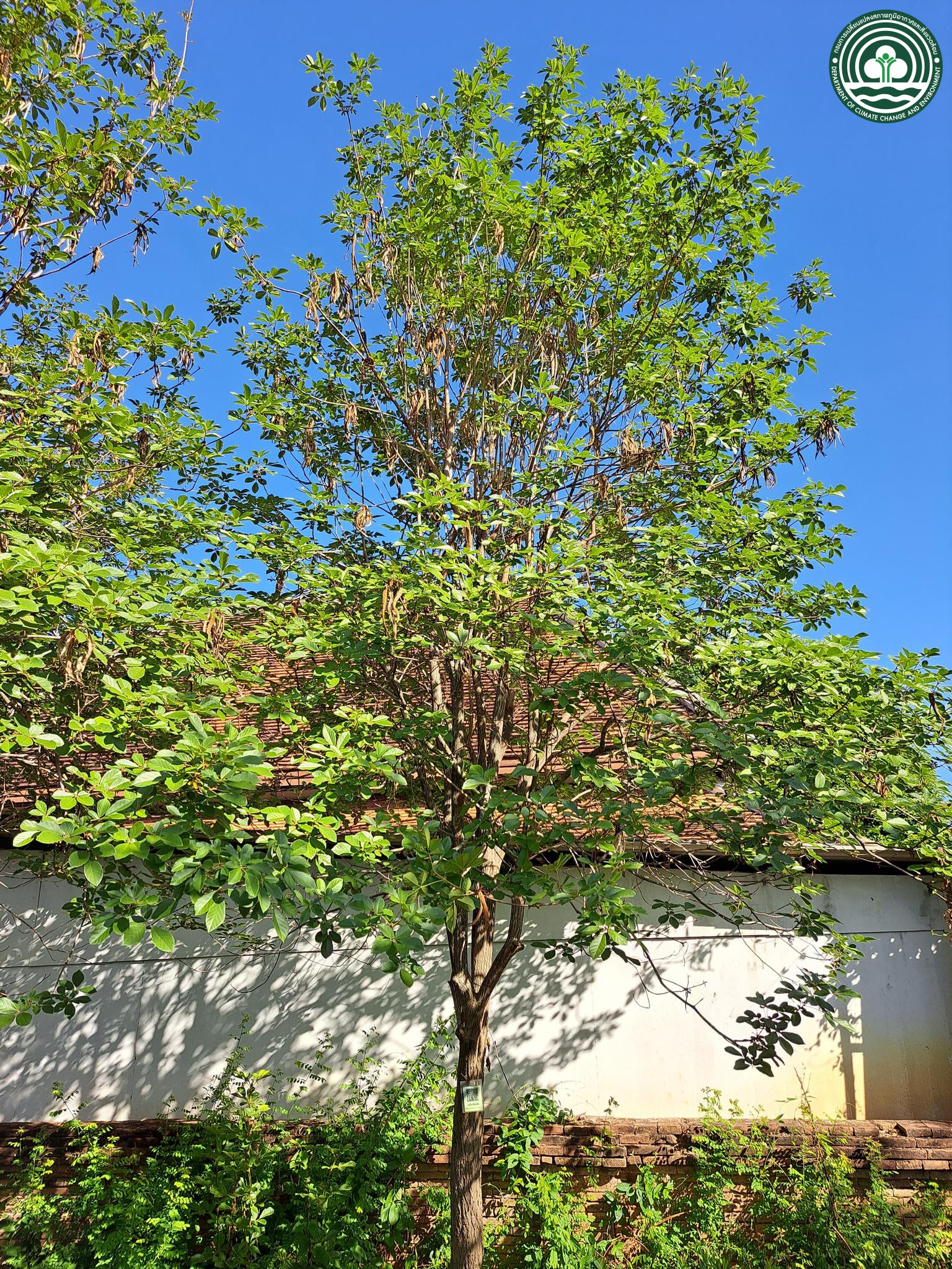Handroanthus chrysanthus 