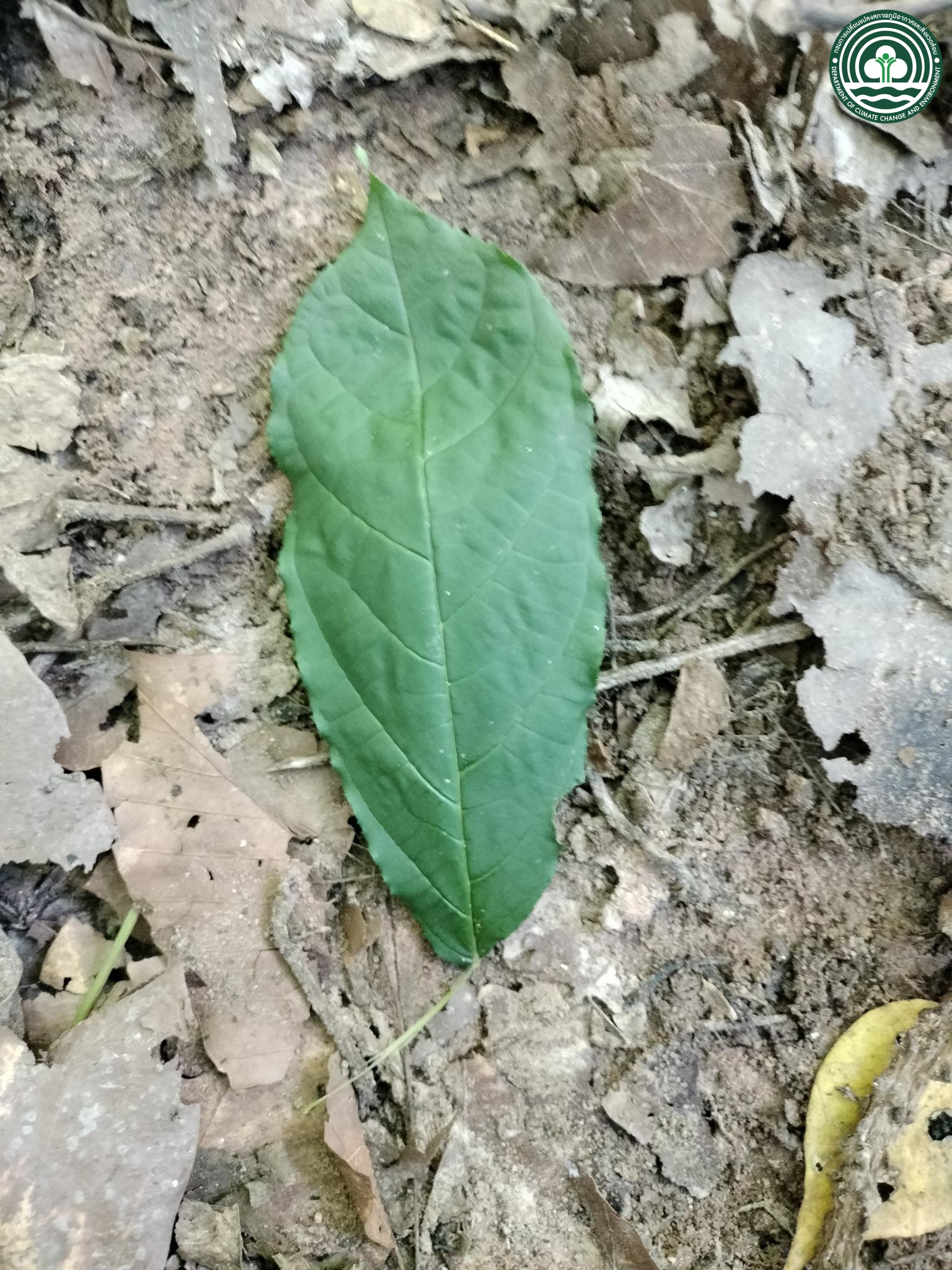 Markhamia stipulata