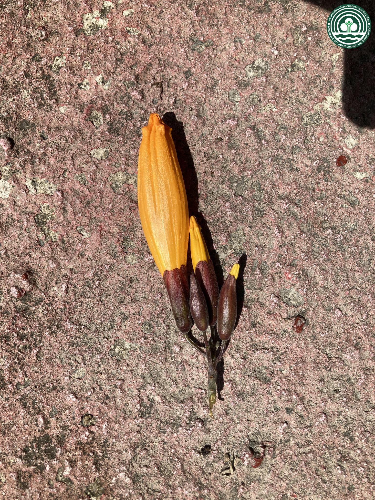 Mayodendron igneum