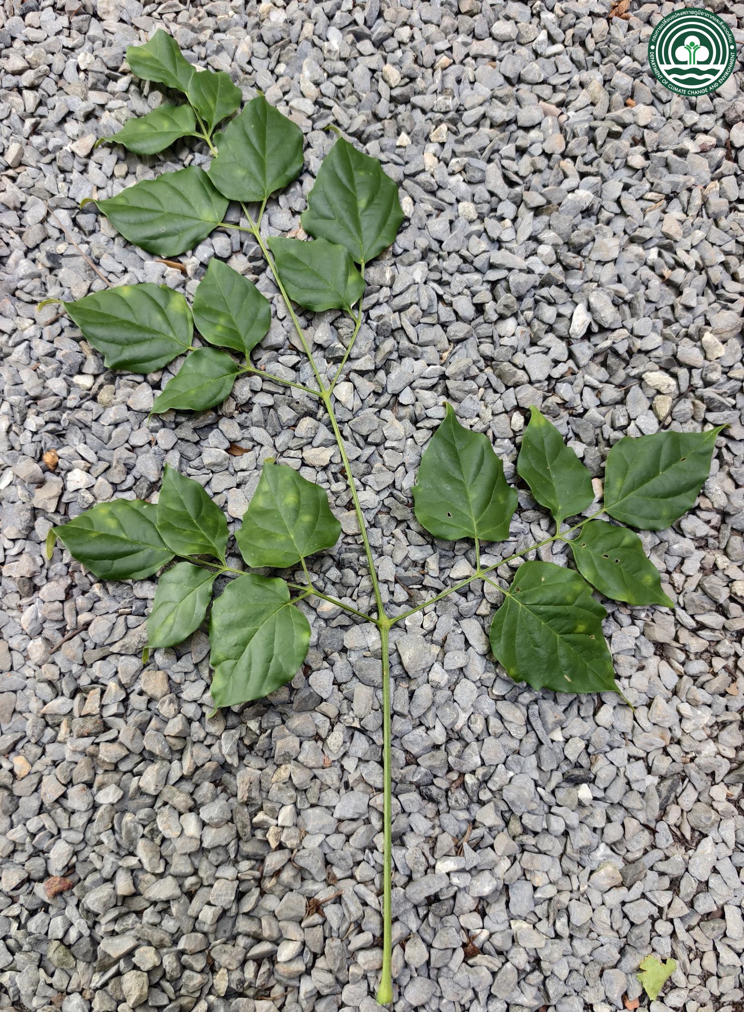 Millingtonia hortensis