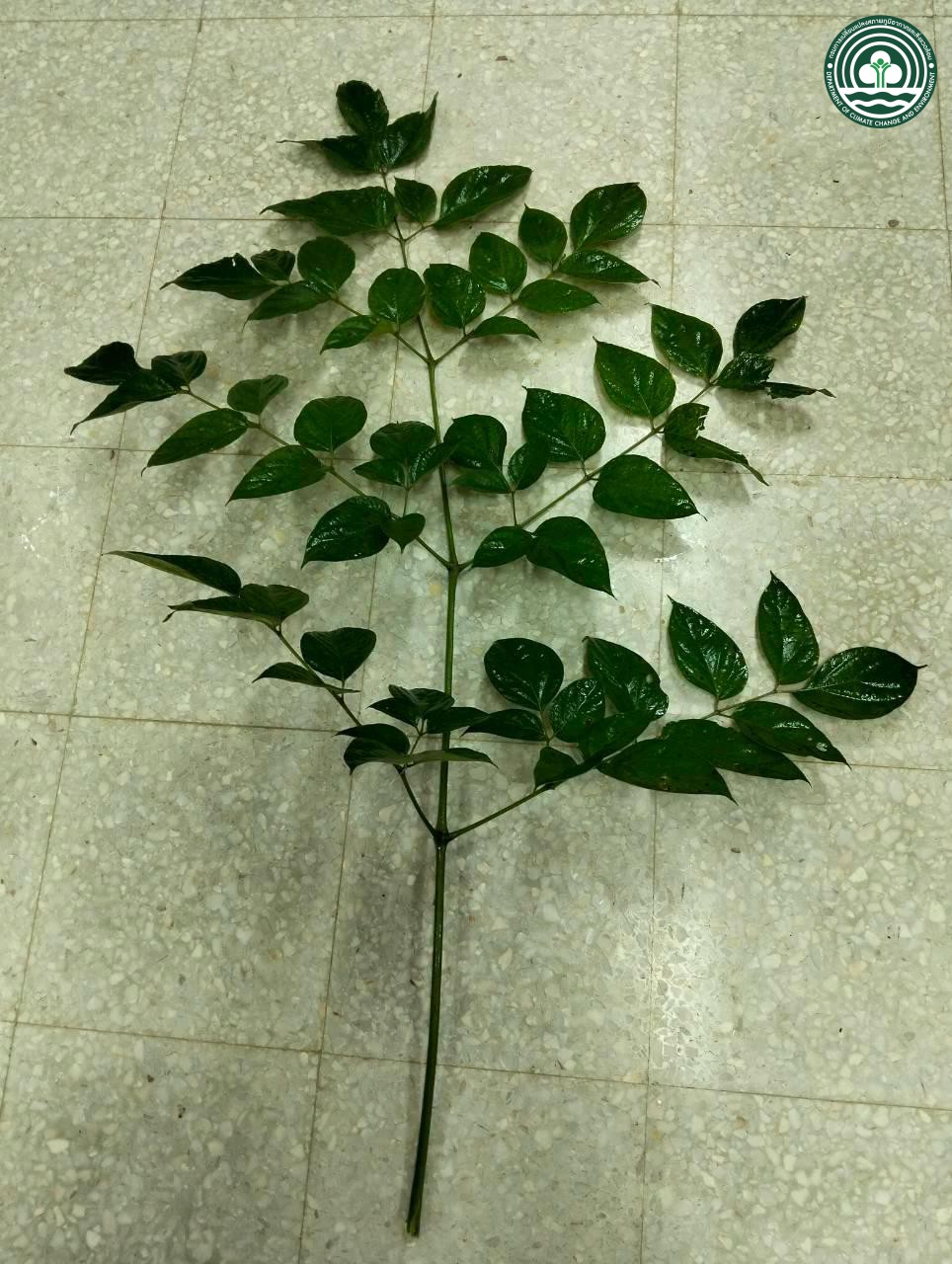 Oroxylum indicum