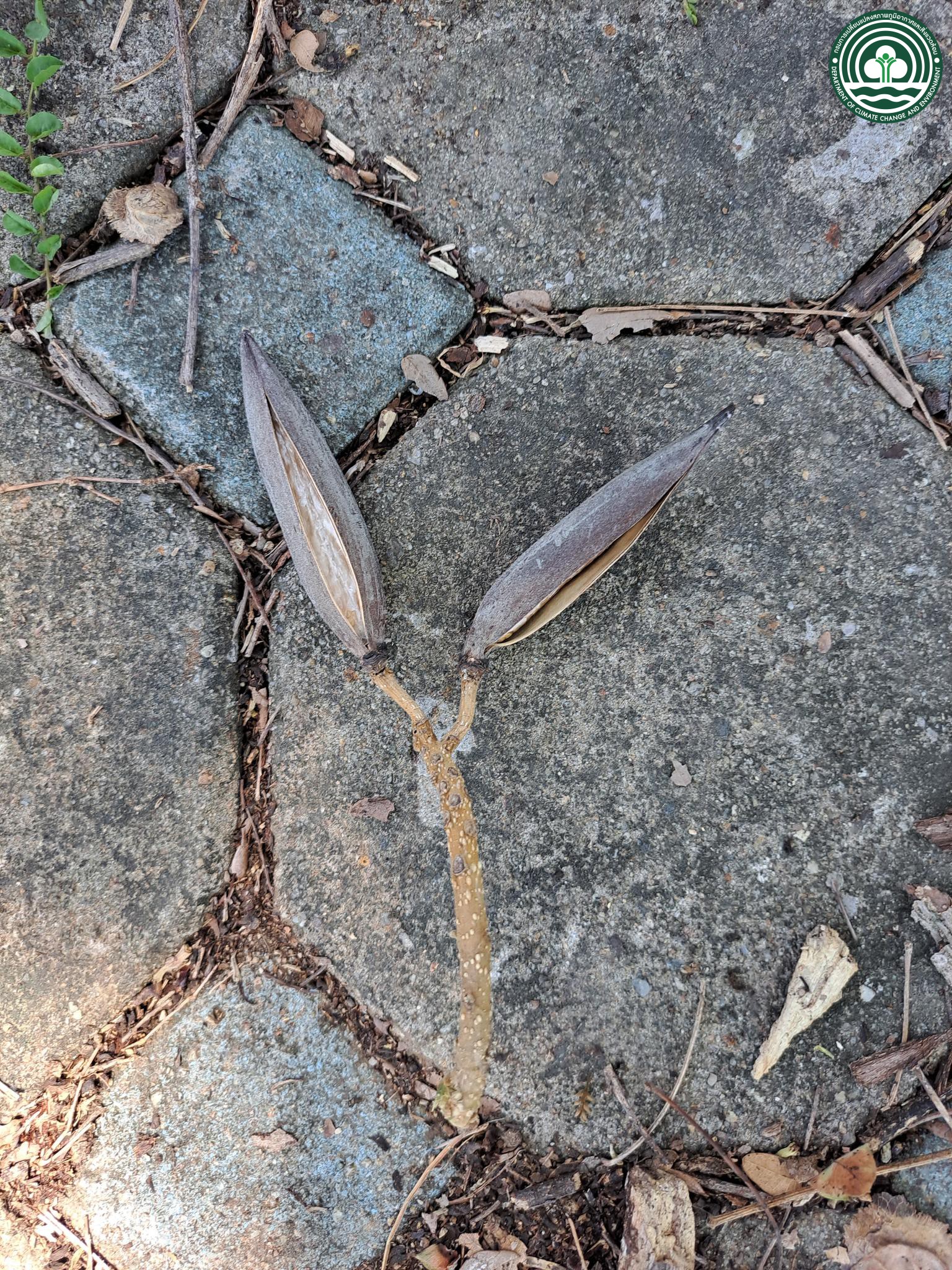 Spathodea campanulata