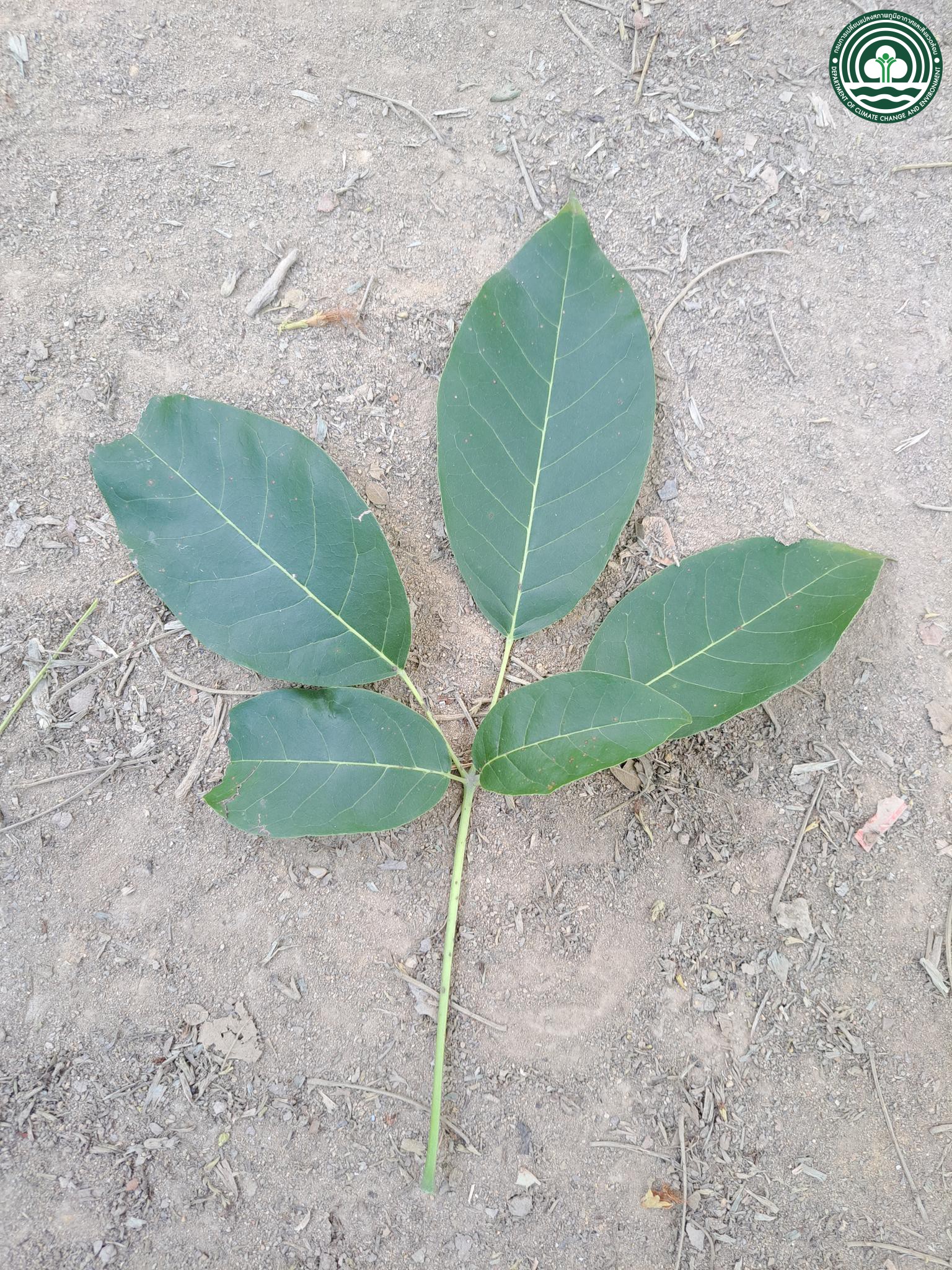 Tabebuia rosea