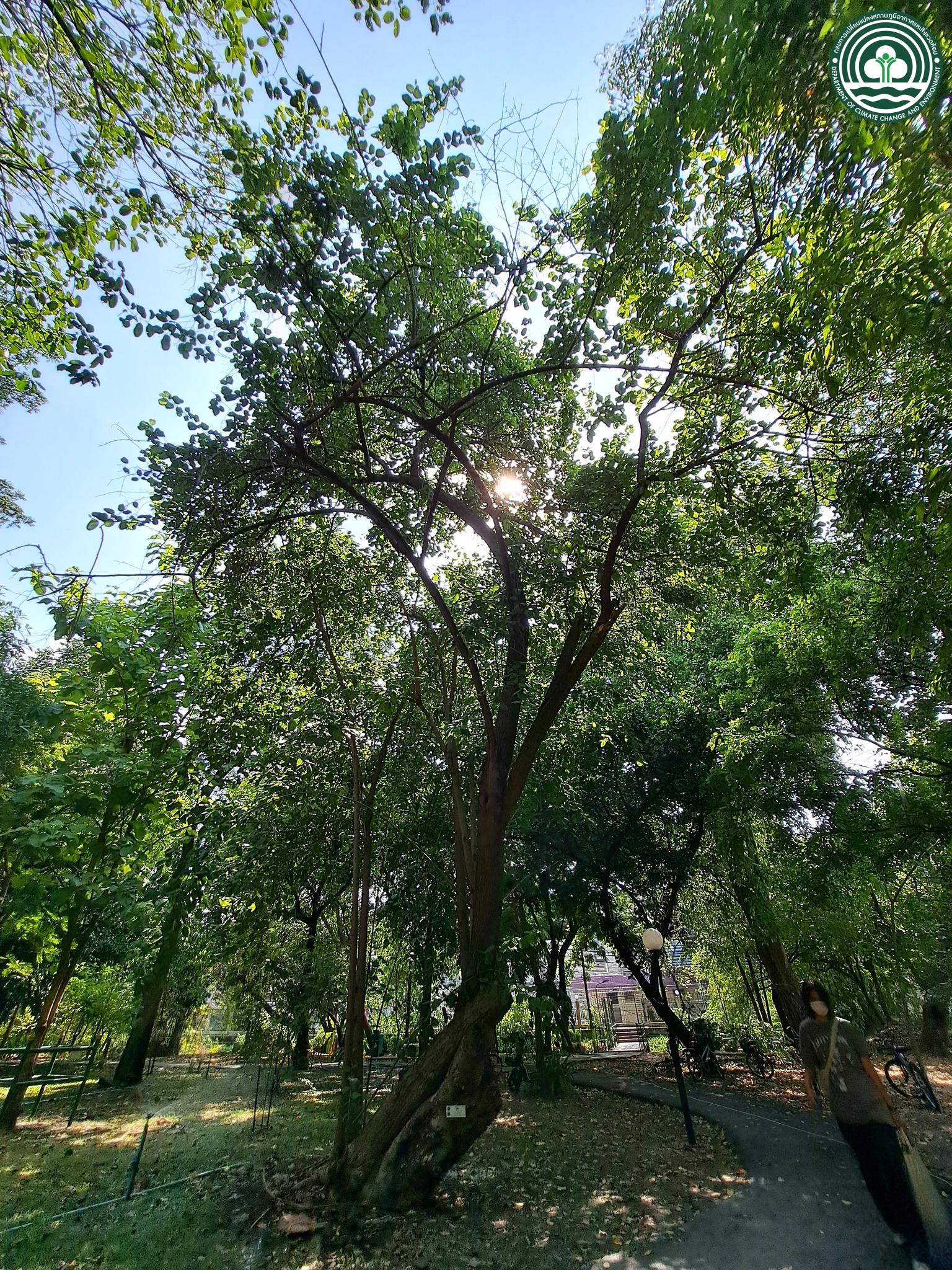 Cordia cochinchinensis
