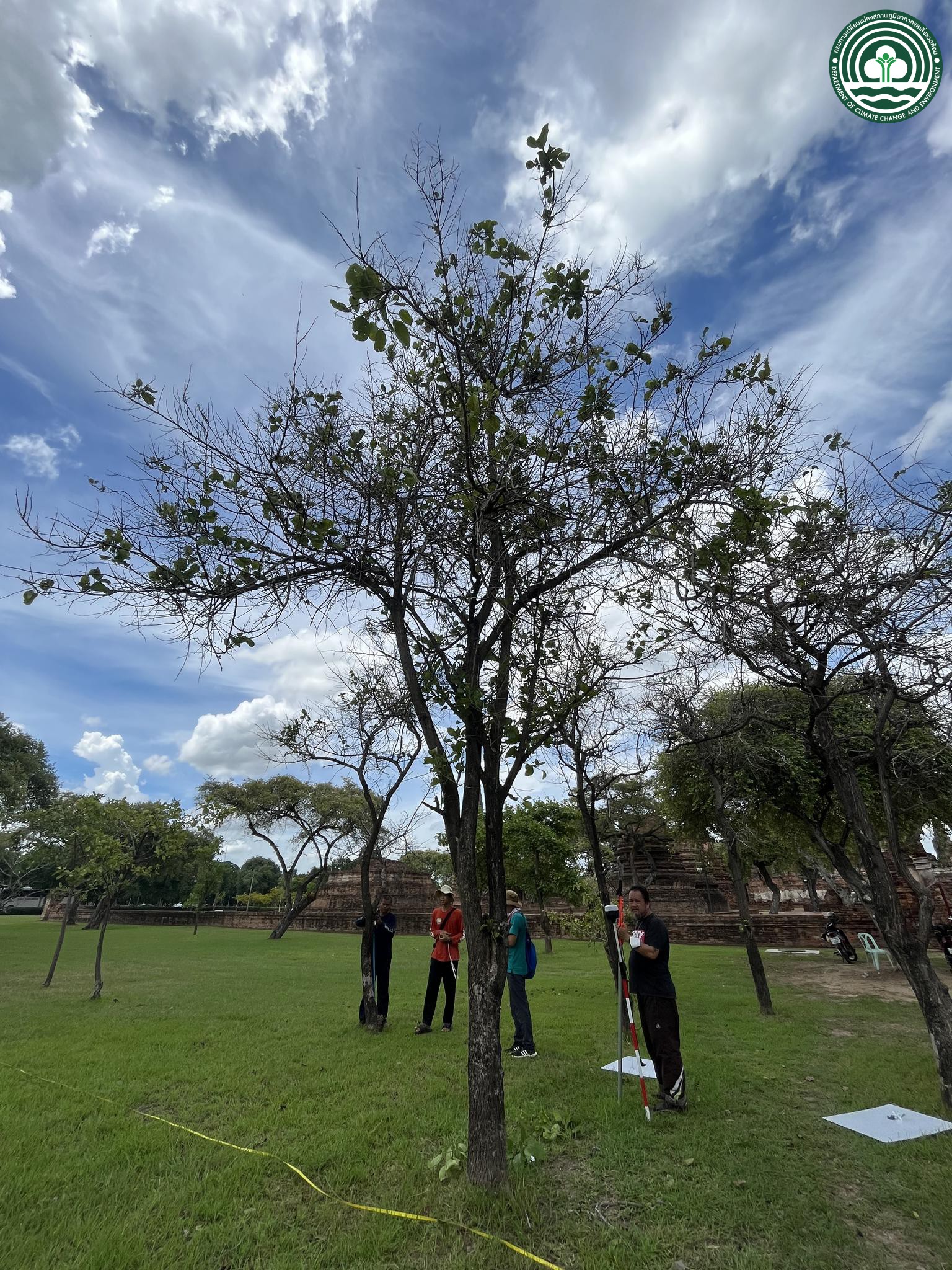 Cordia dichotoma