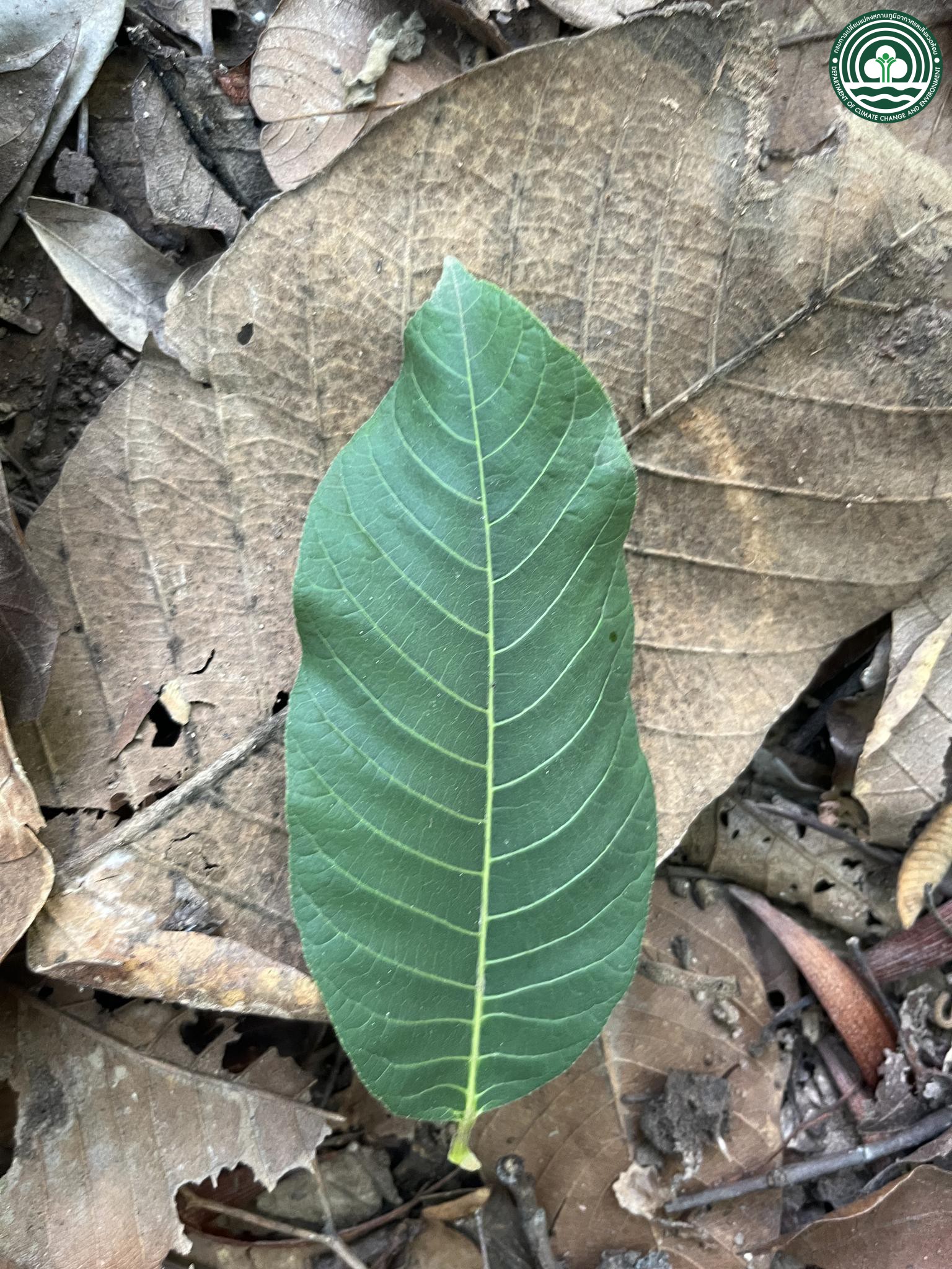 Canarium subulatum