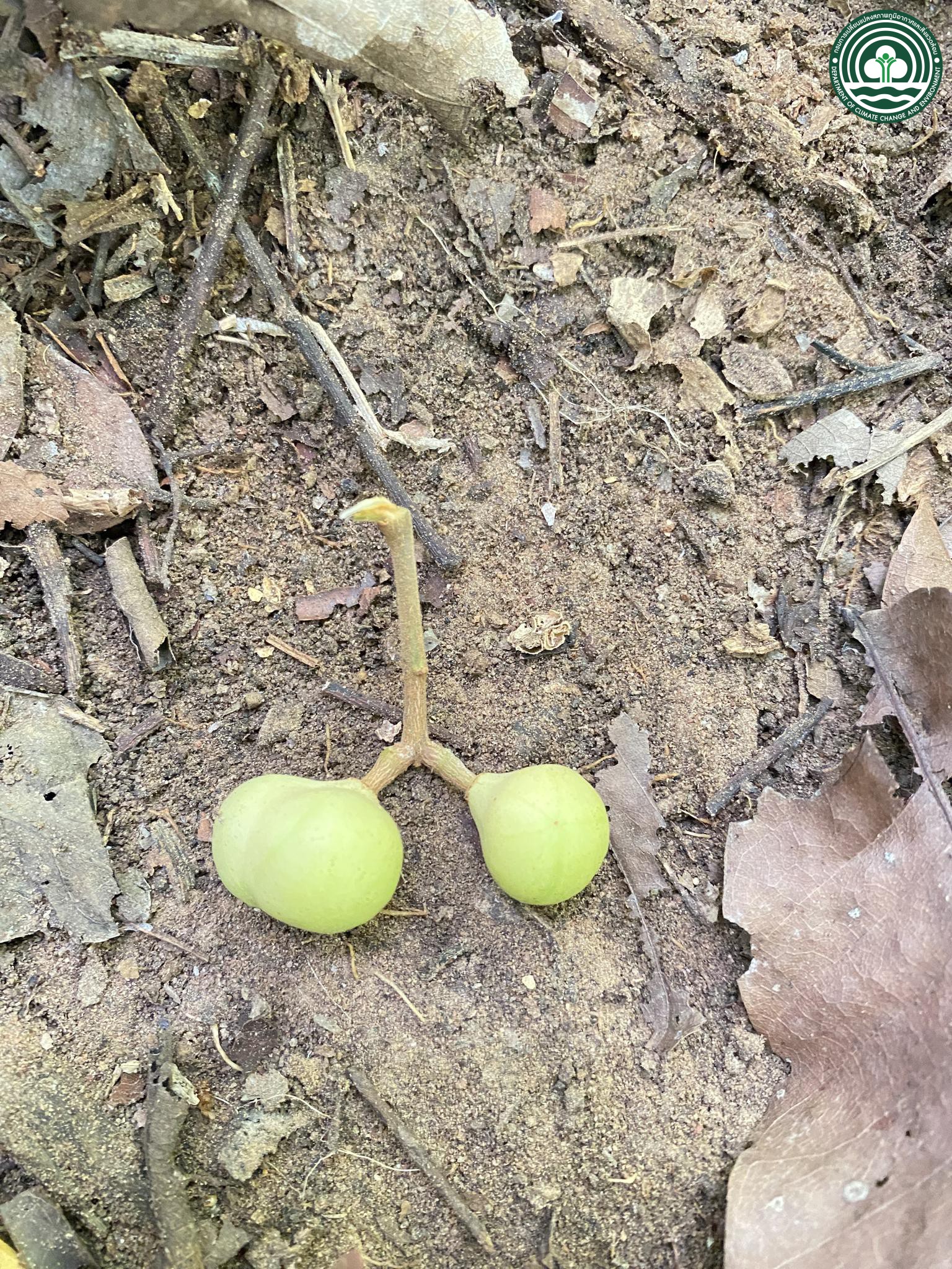 Protium serratum