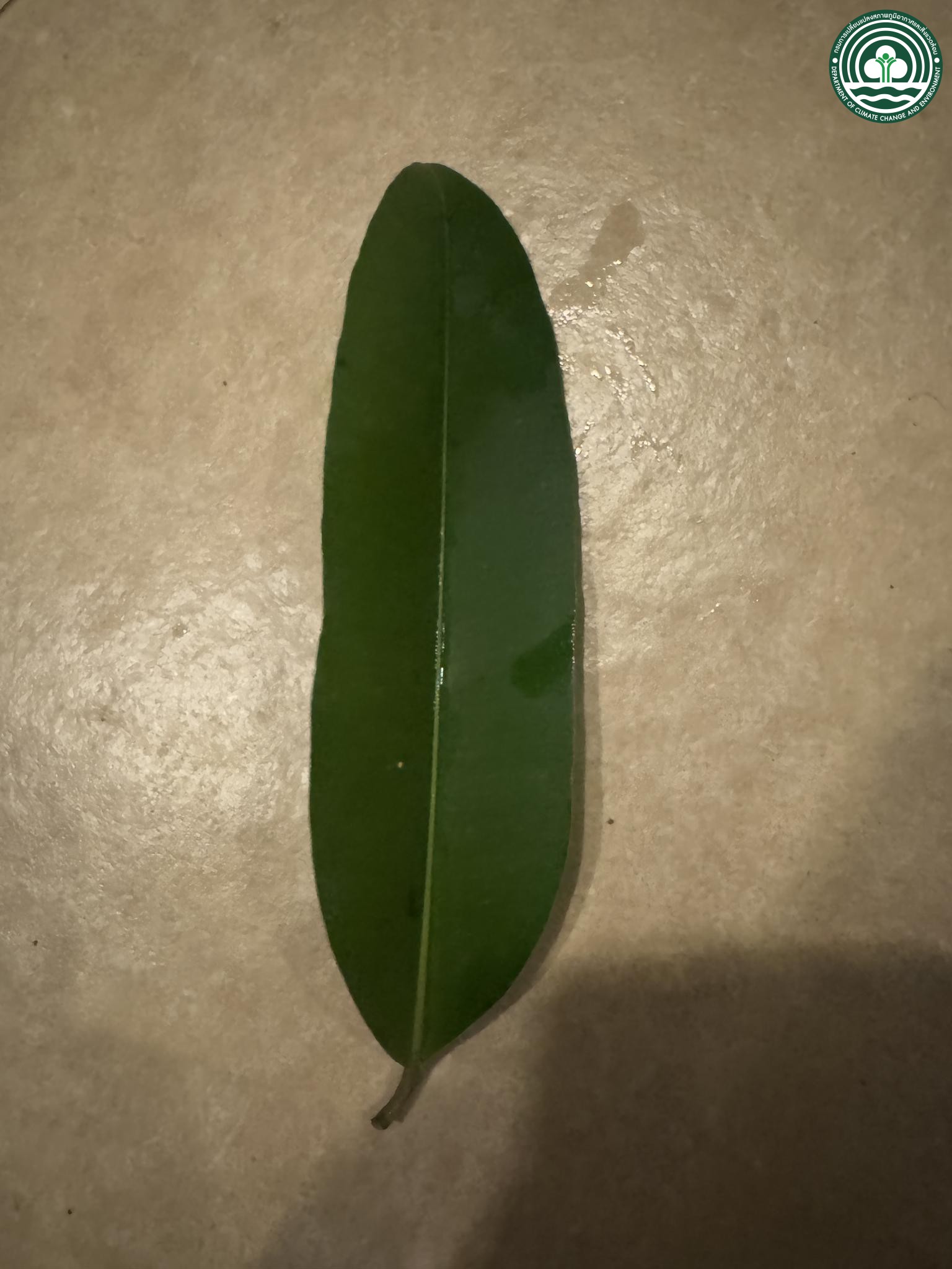 Calophyllum calaba