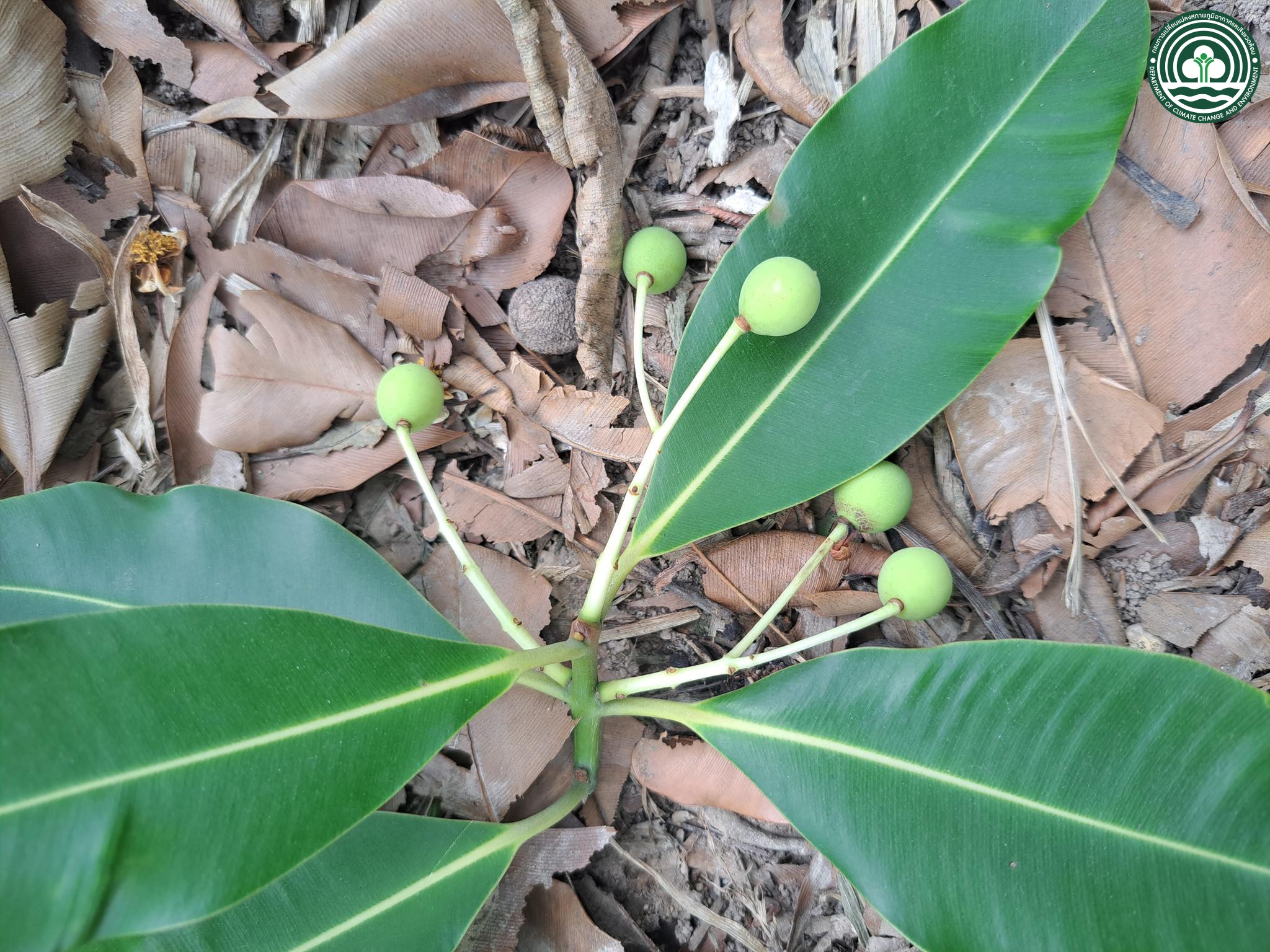 Calophyllum inophyllum