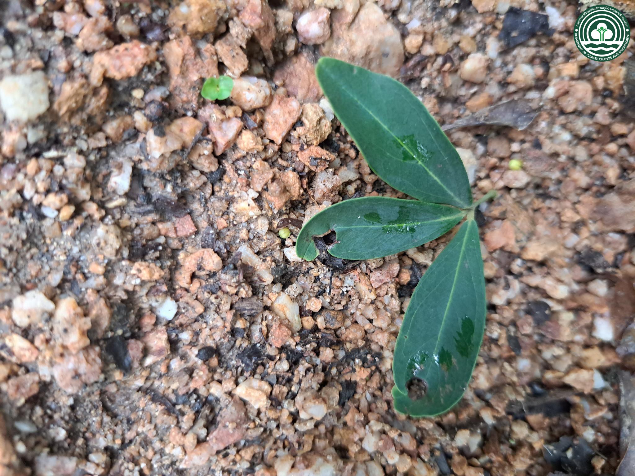 Maerua siamensis