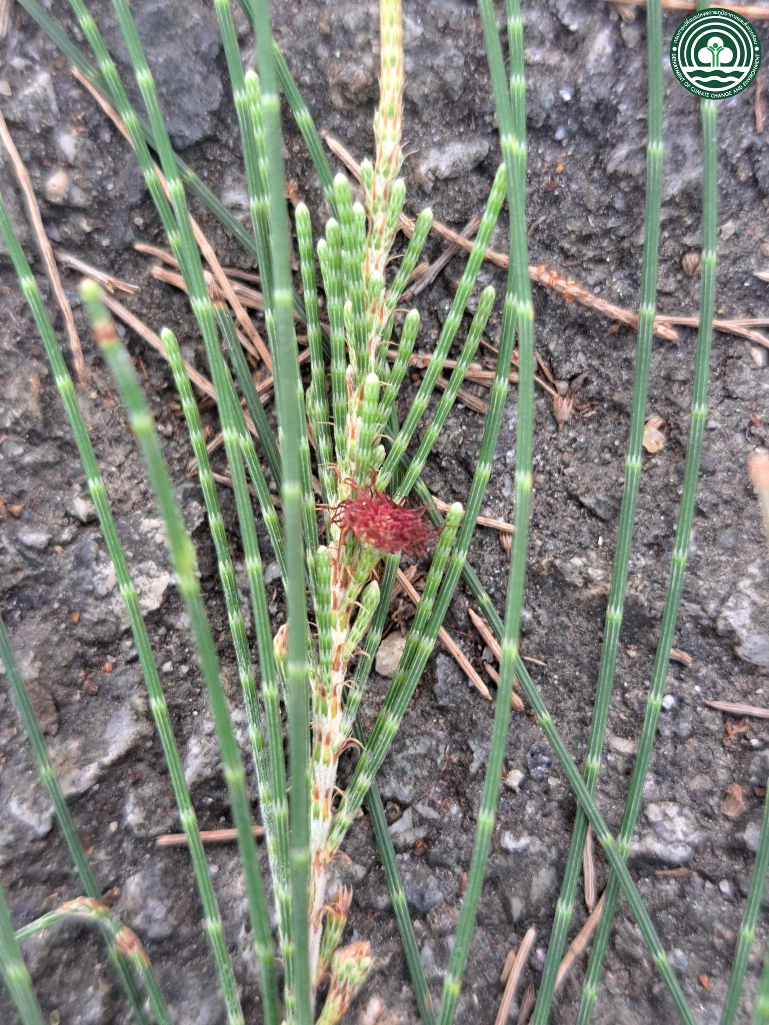 Casuarina equisetifolia