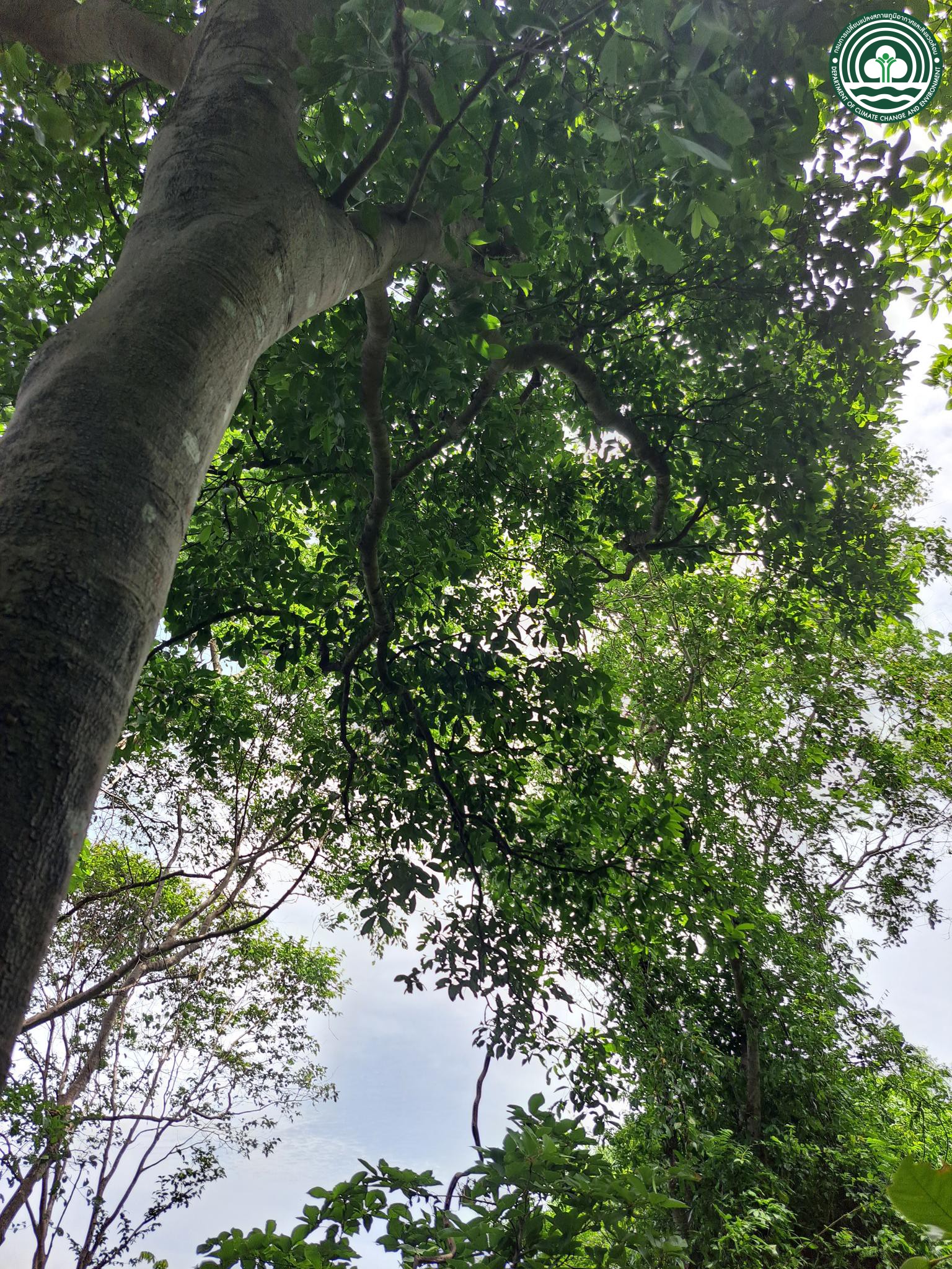 Elaeodendron glaucum