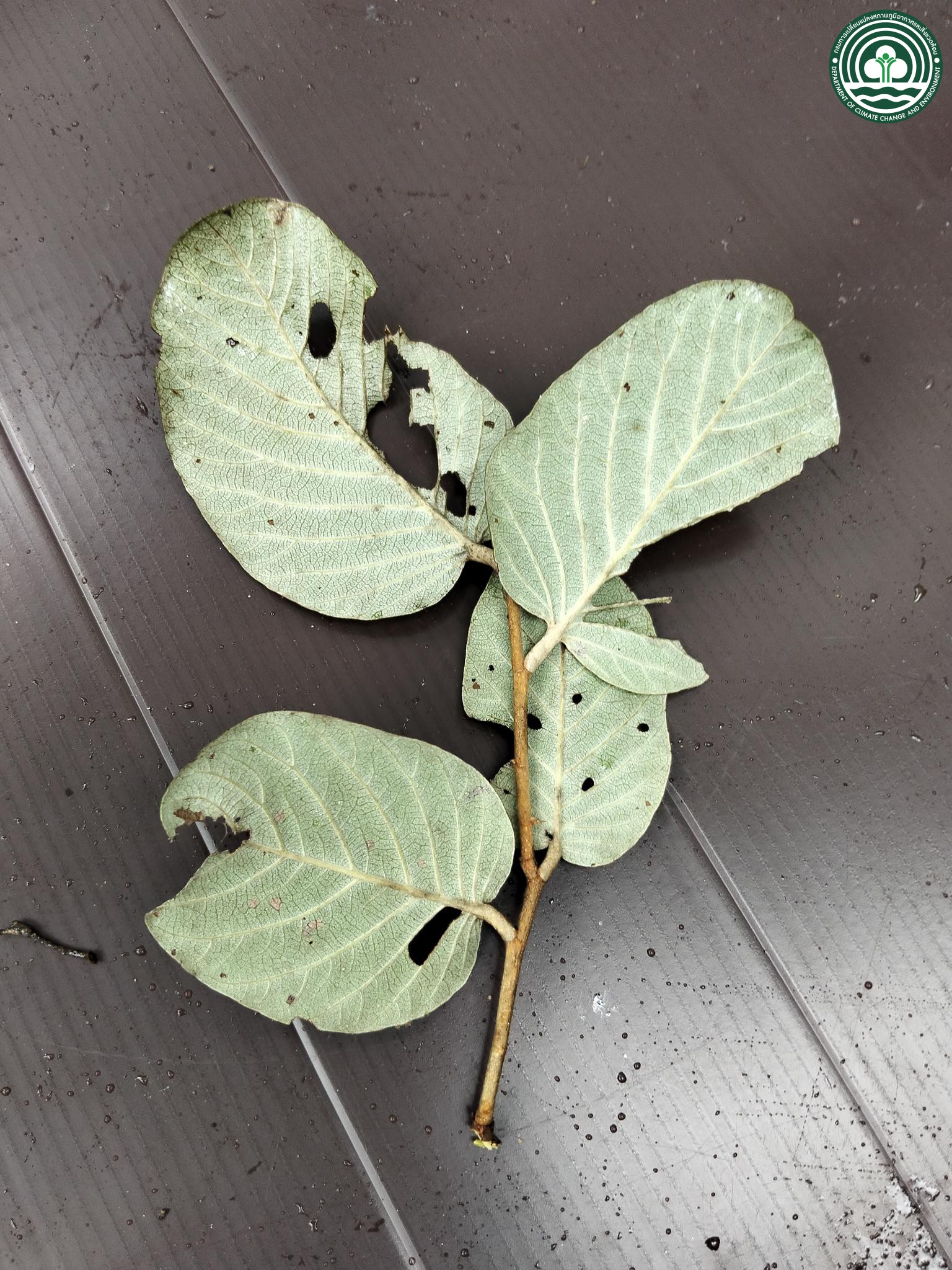 Parinari anamensis