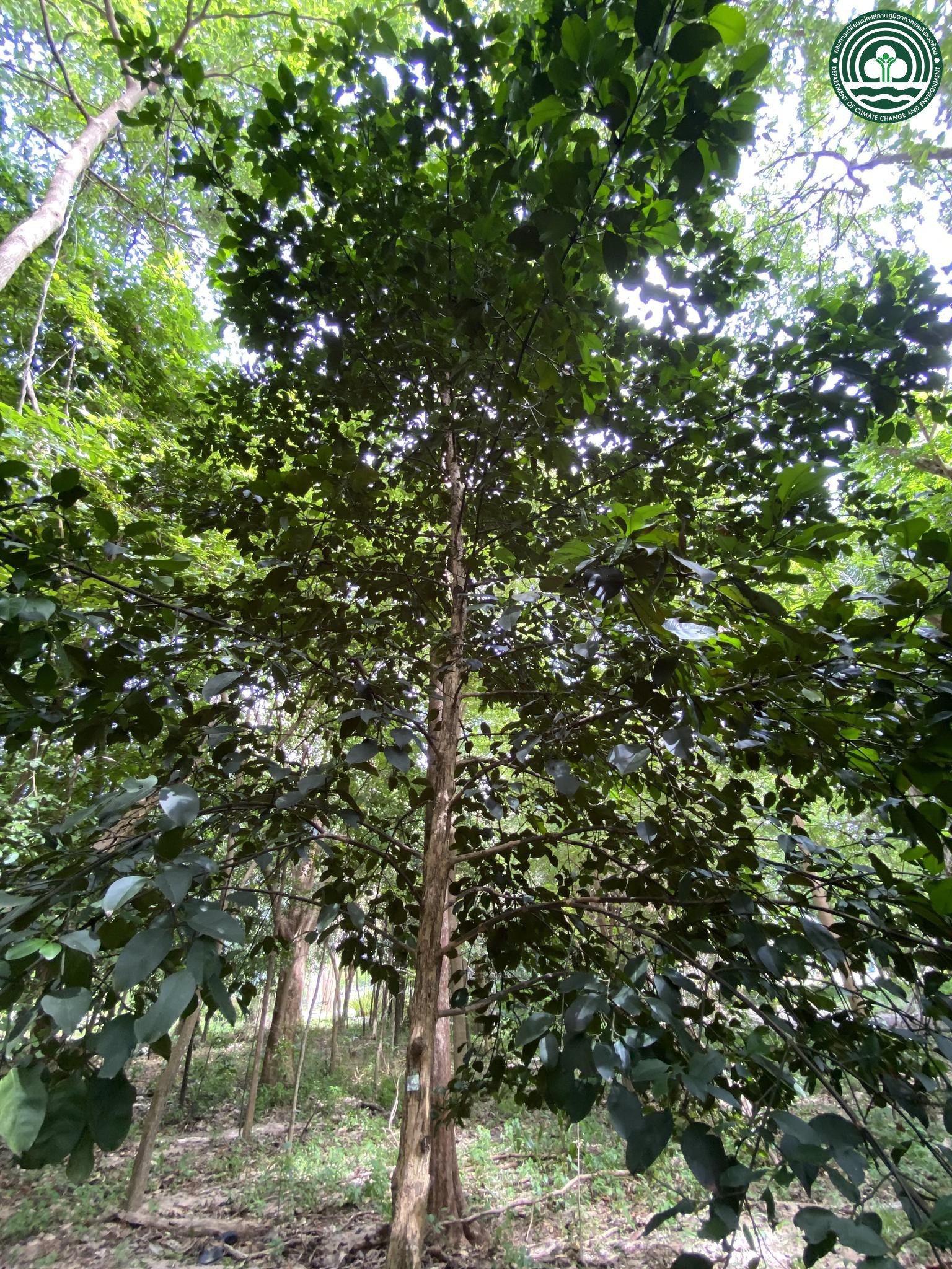 Garcinia celebica