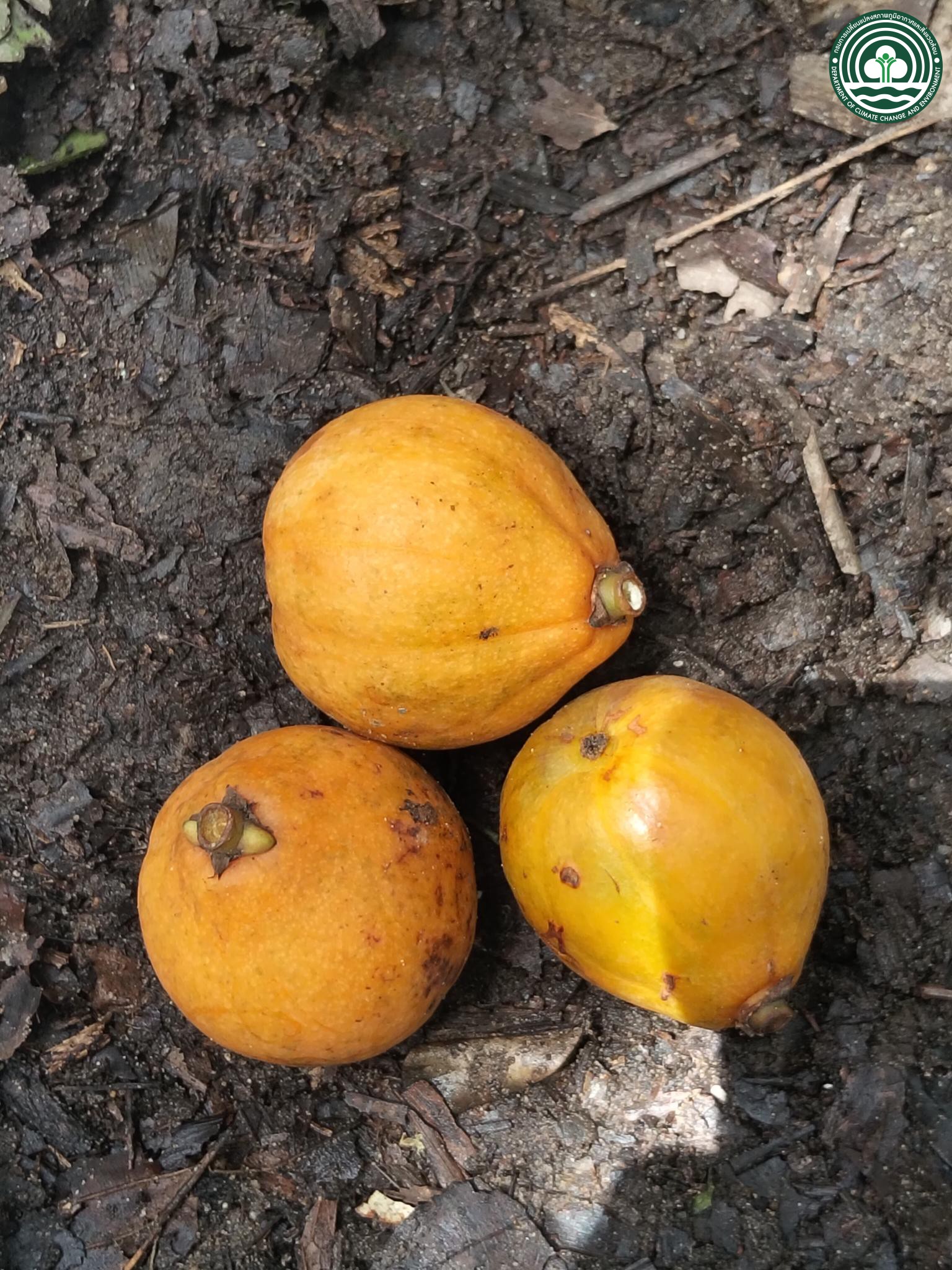 Garcinia cowa