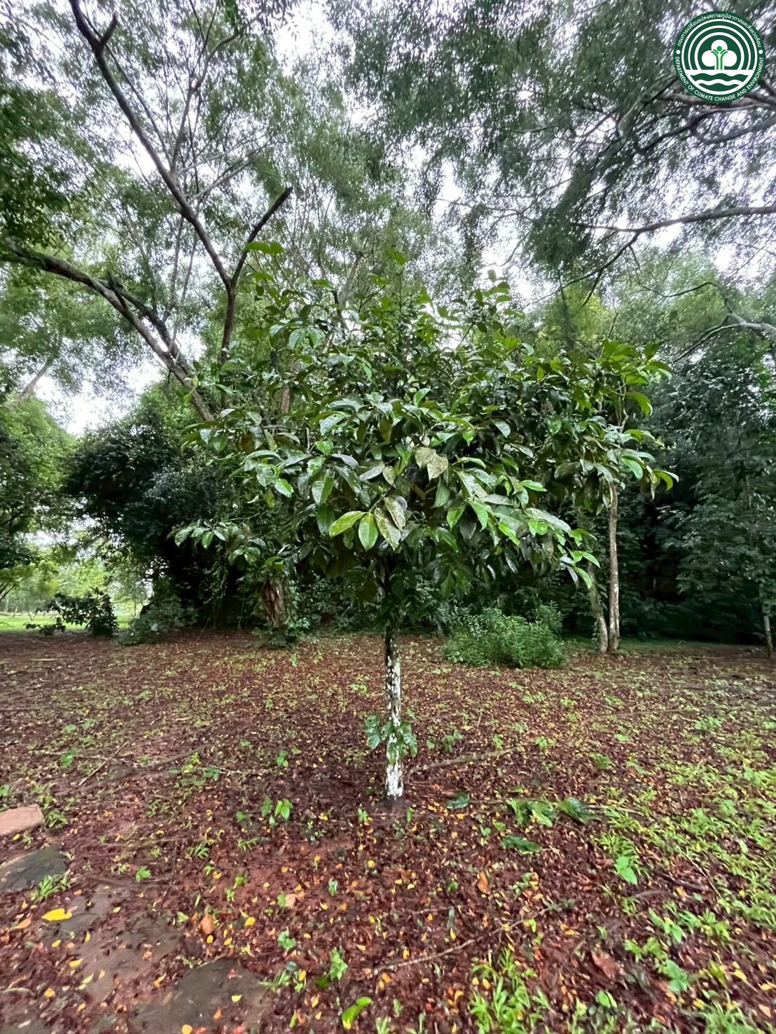 Garcinia mangostana