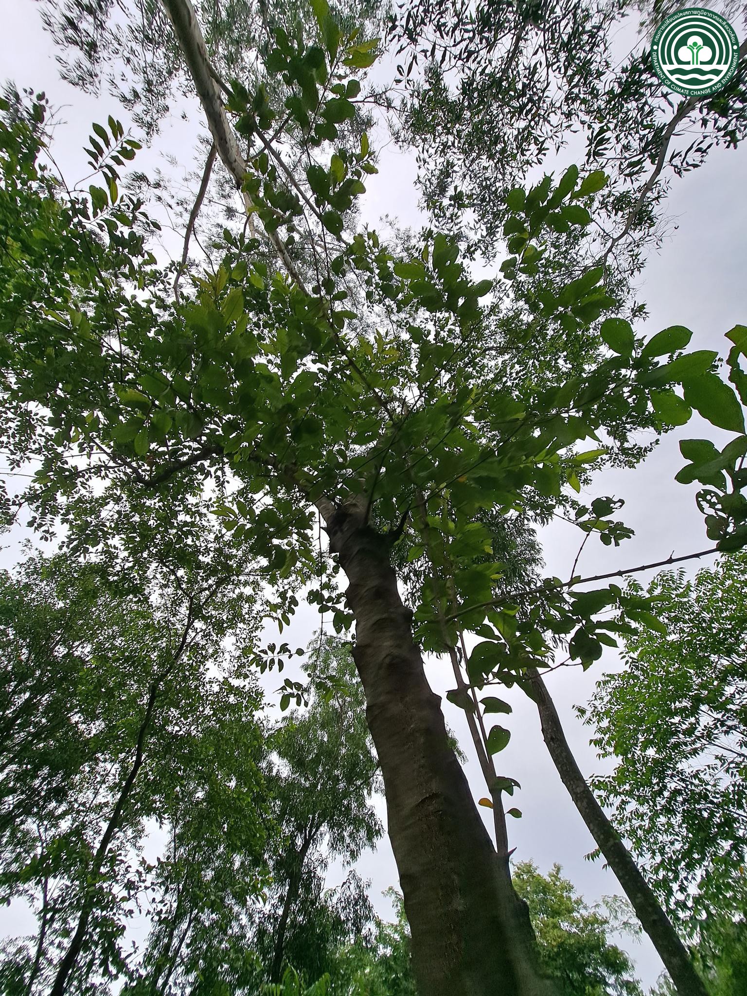 Combretum quadrangulare