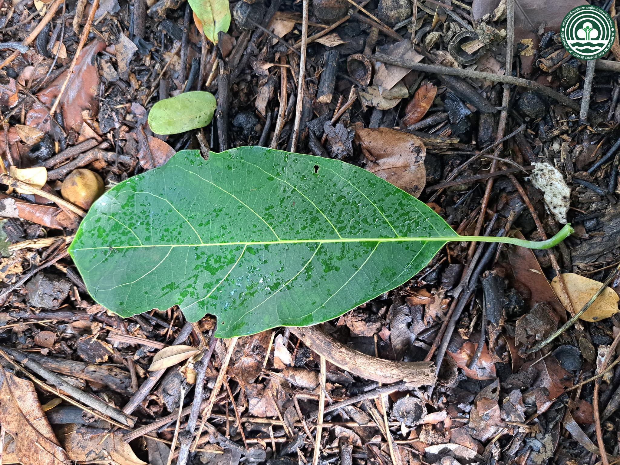 Terminalia bellirica