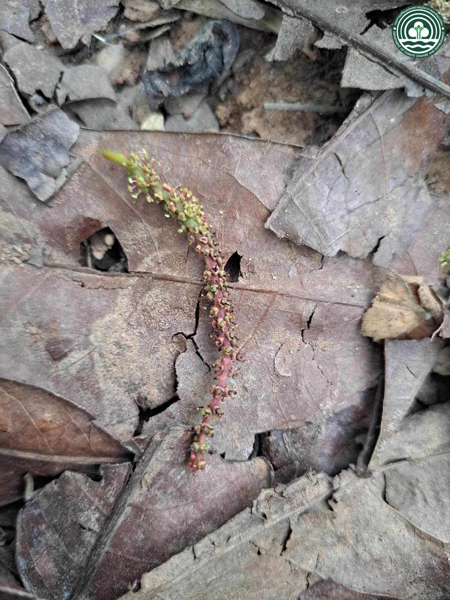 Terminalia calamansanai