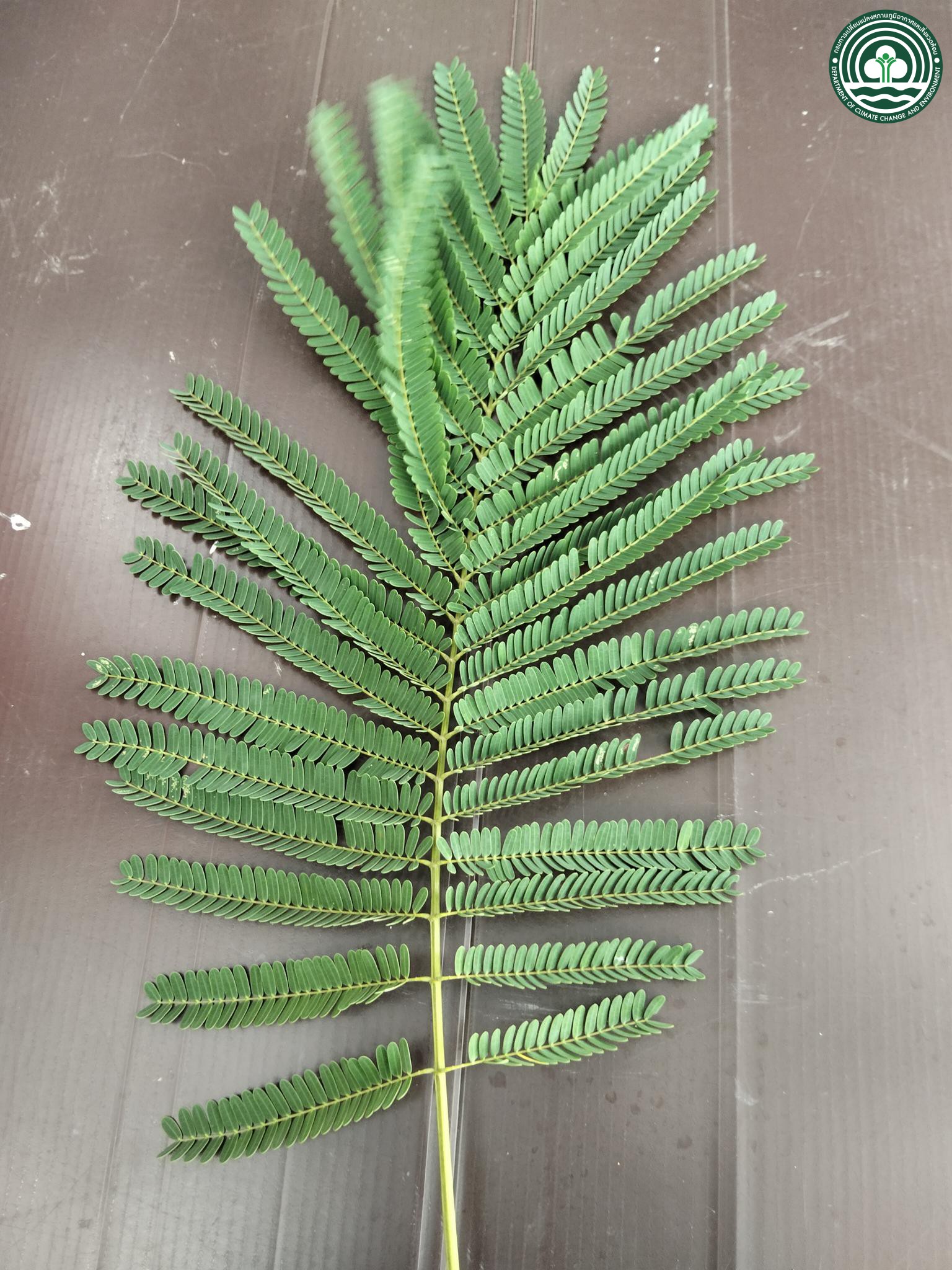 Terminalia catappa
