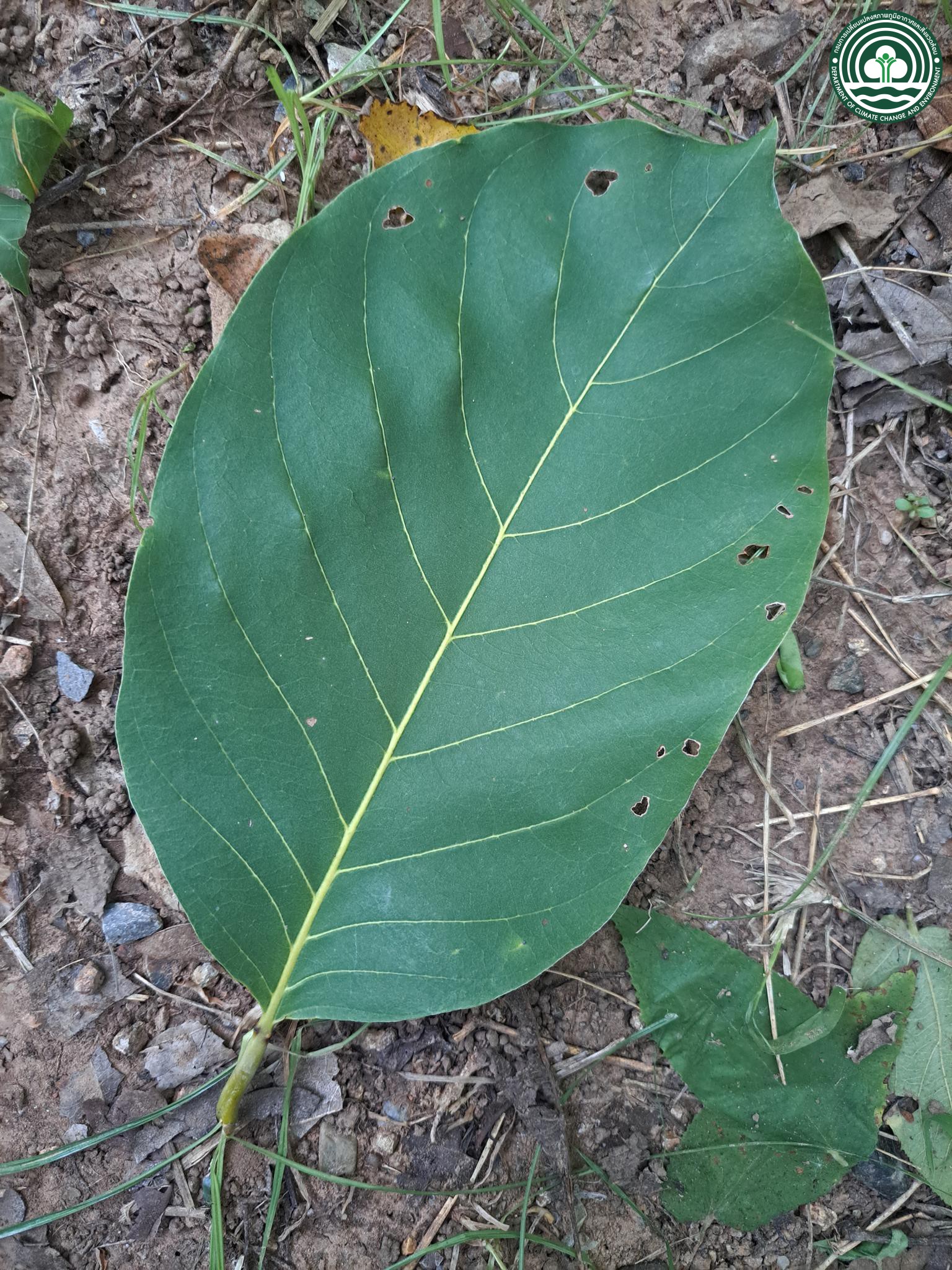 Terminalia chebula