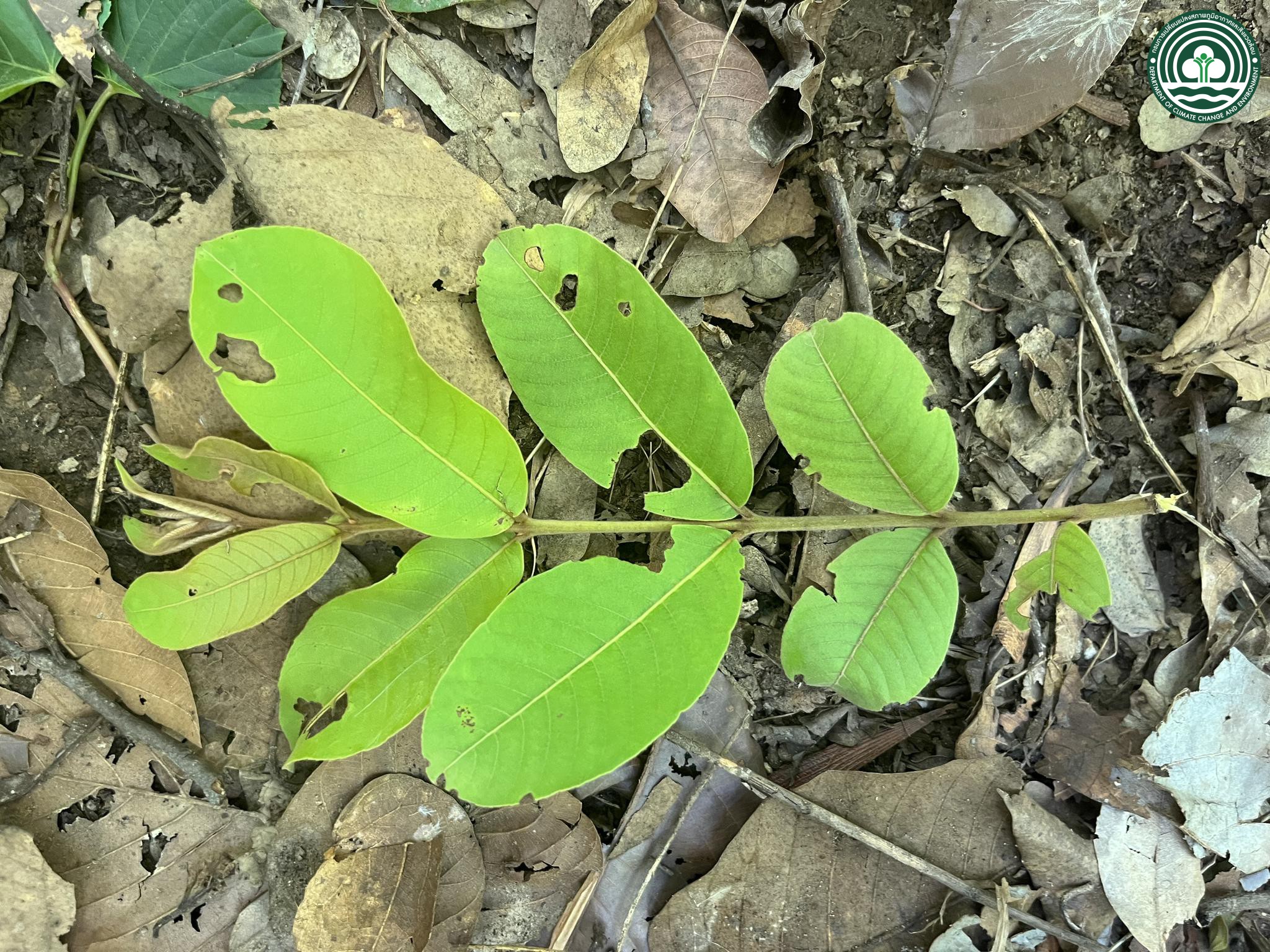 Terminalia elliptica