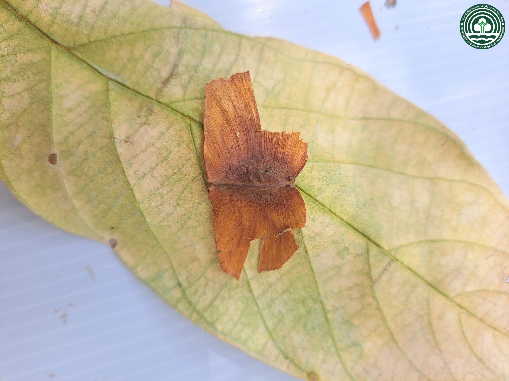 Terminalia glaucifolia