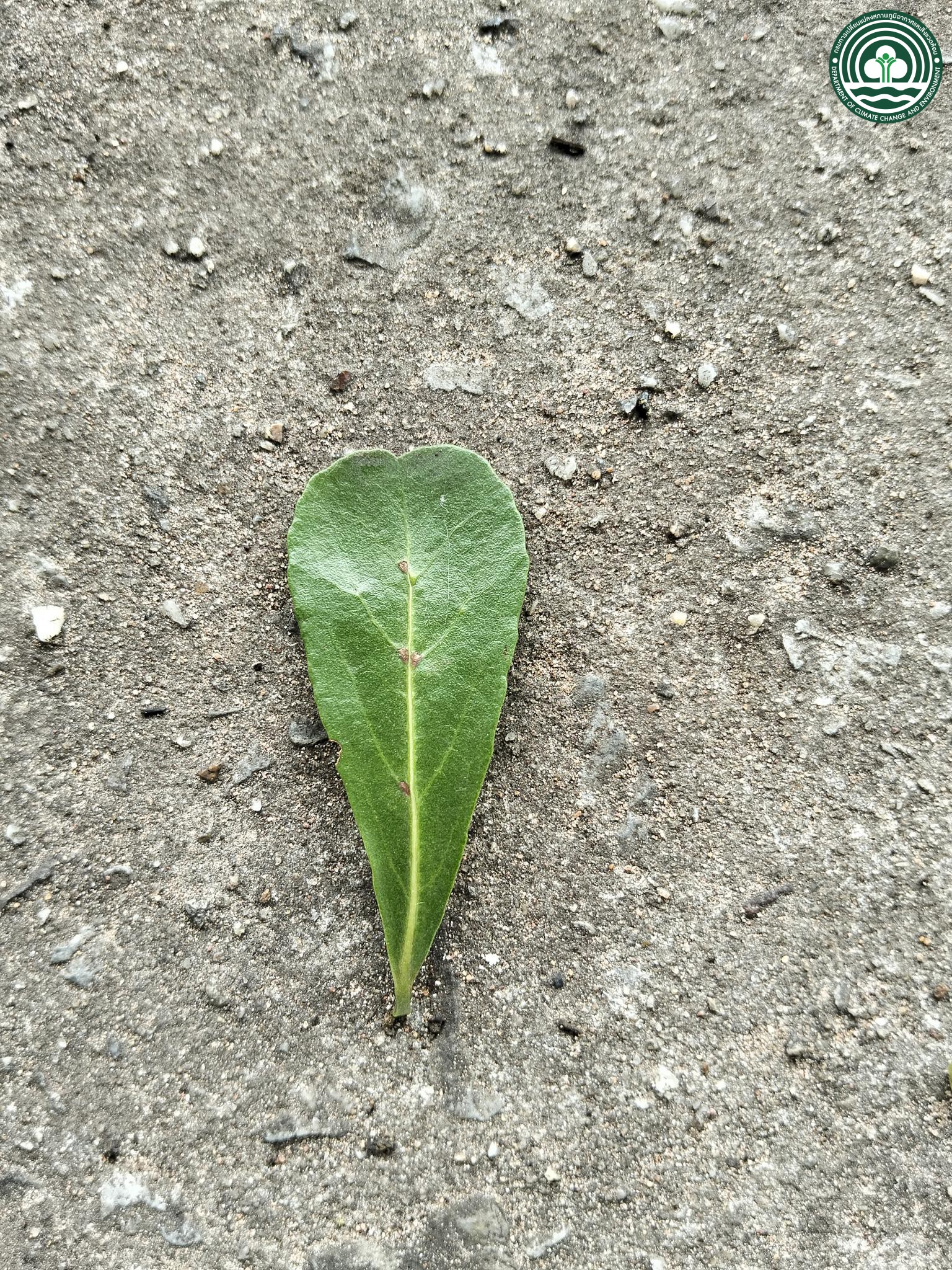 Terminalia ivorensis