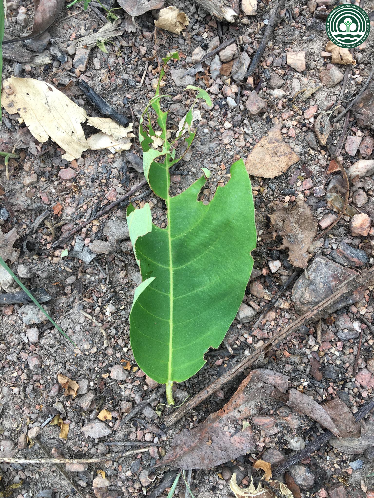 Terminalia mucronata