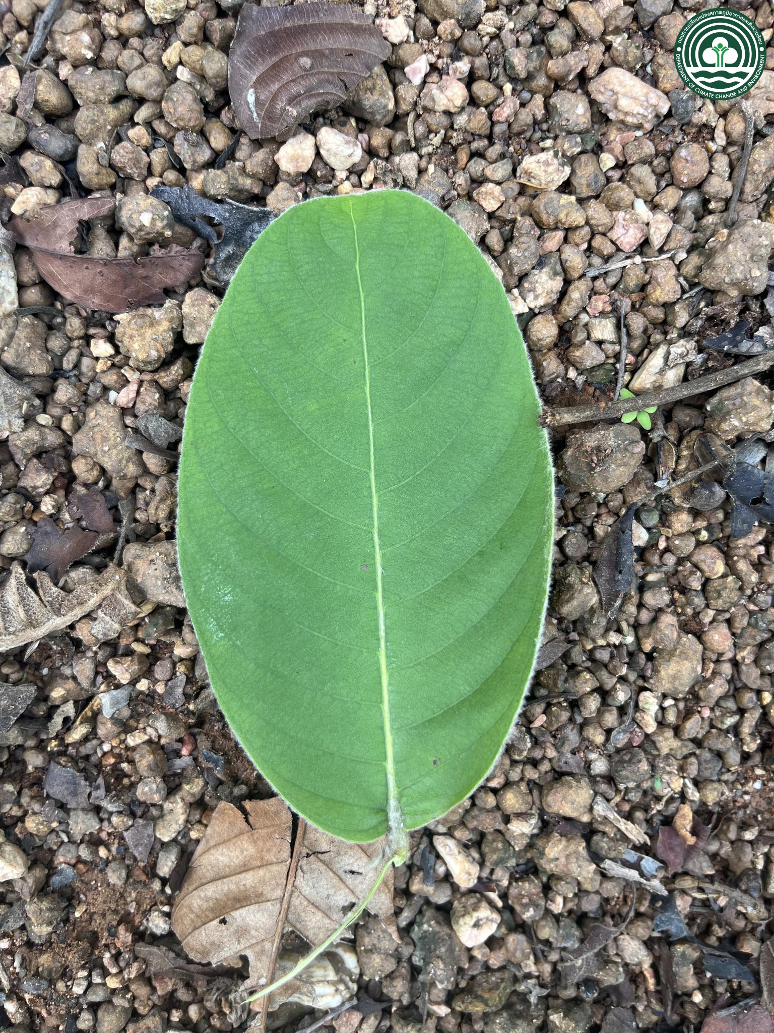 Terminalia pierrei