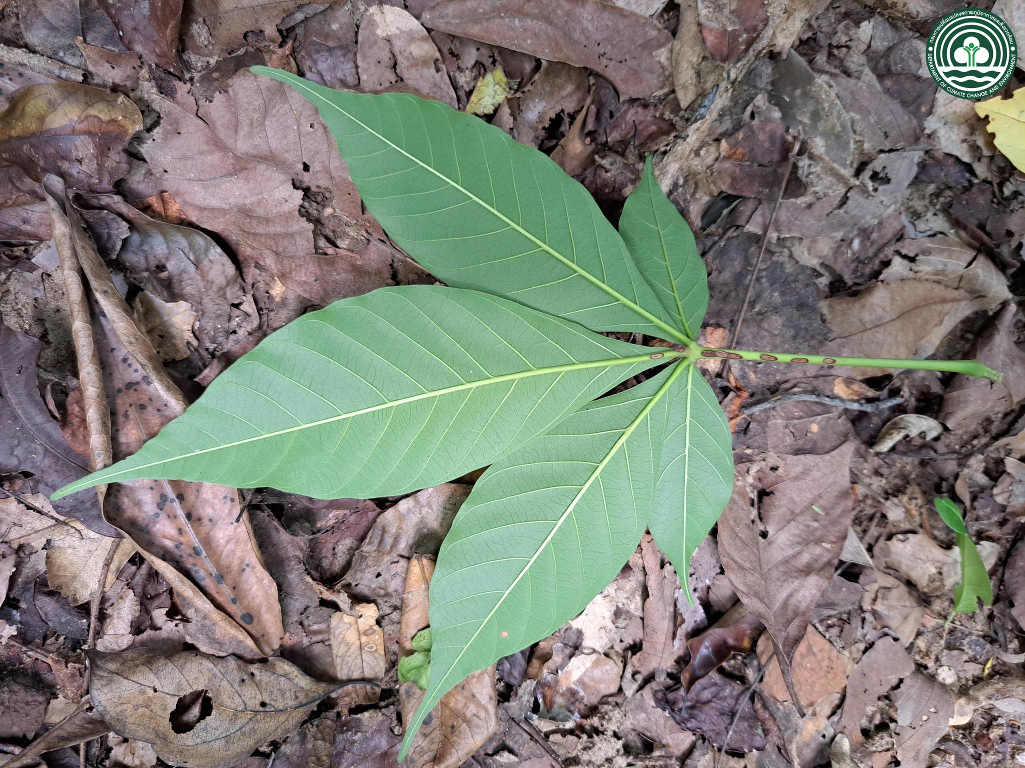 Terminalia triptera
