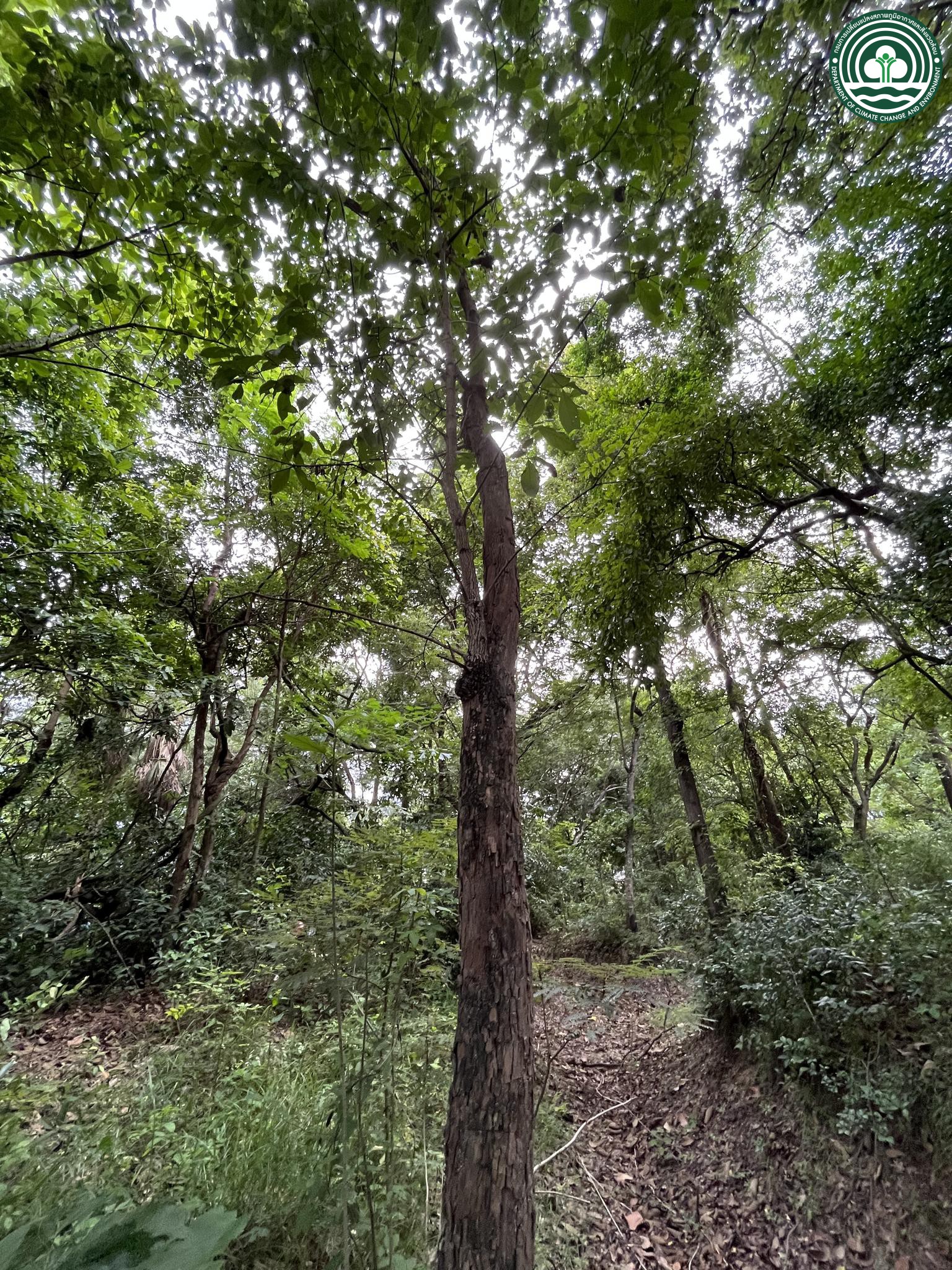Crypteronia paniculata
