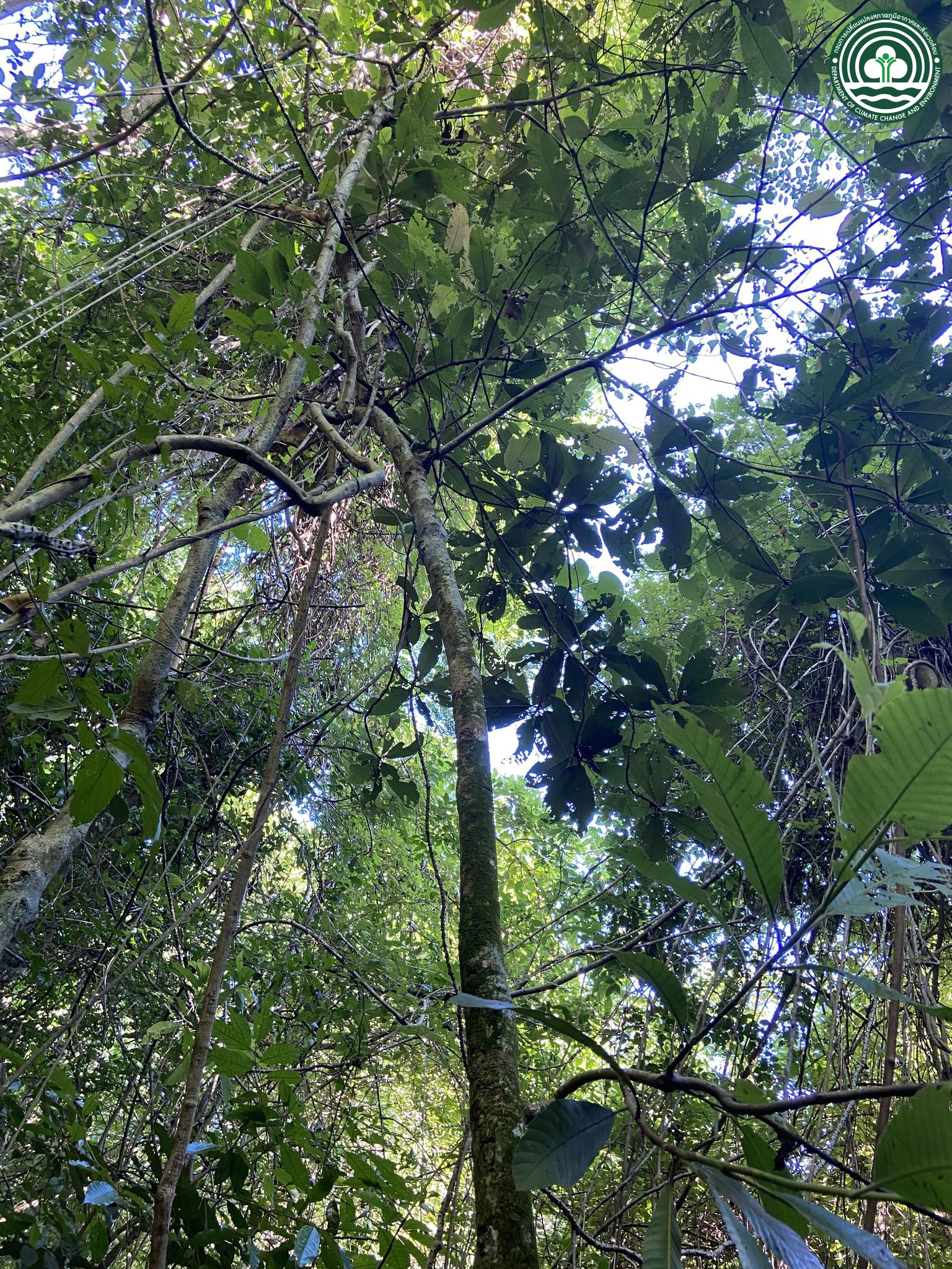 Dillenia ovata