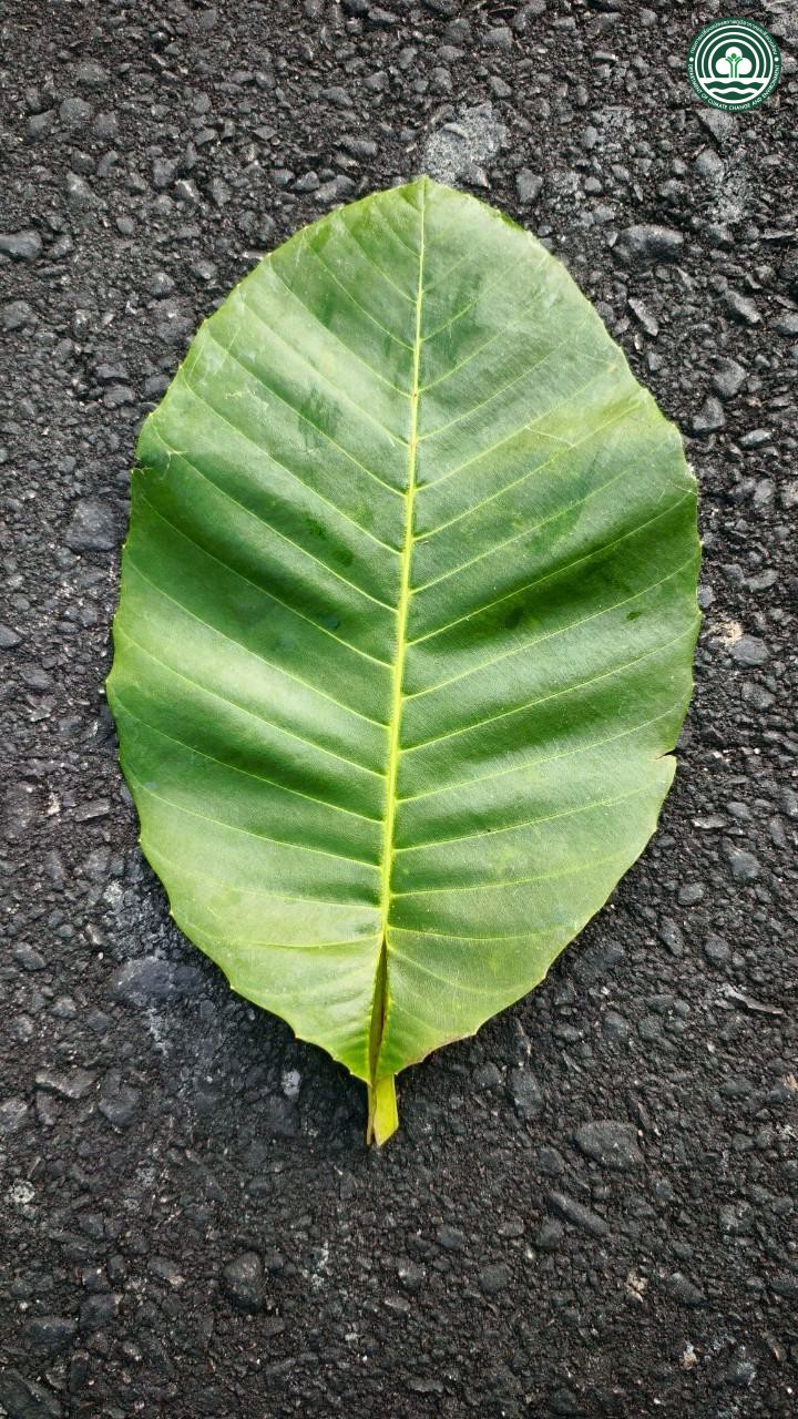 Dillenia suffruticosa