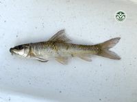 Labeo chrysophekadion