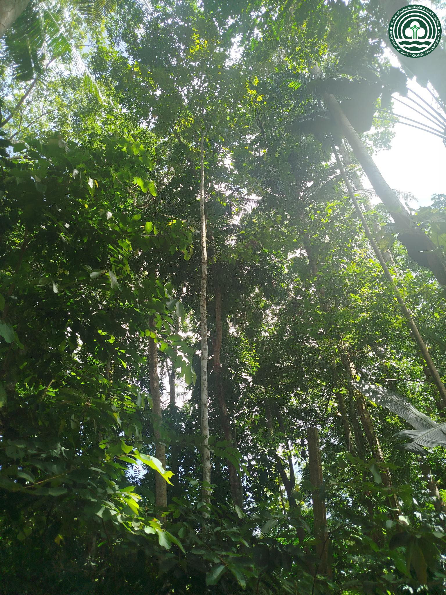 Cotylelobium lanceolatum