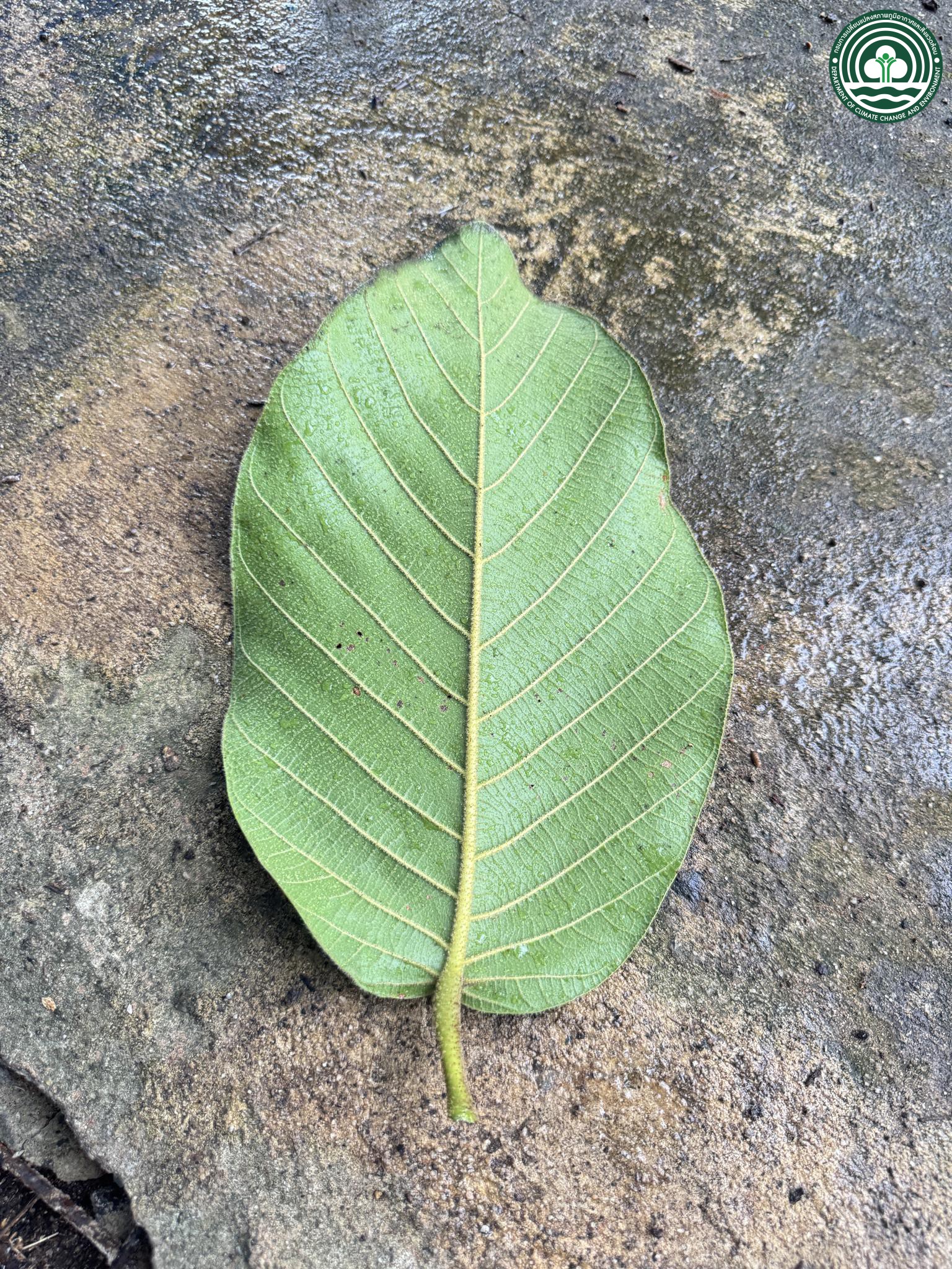 Dipterocarpus intricatus