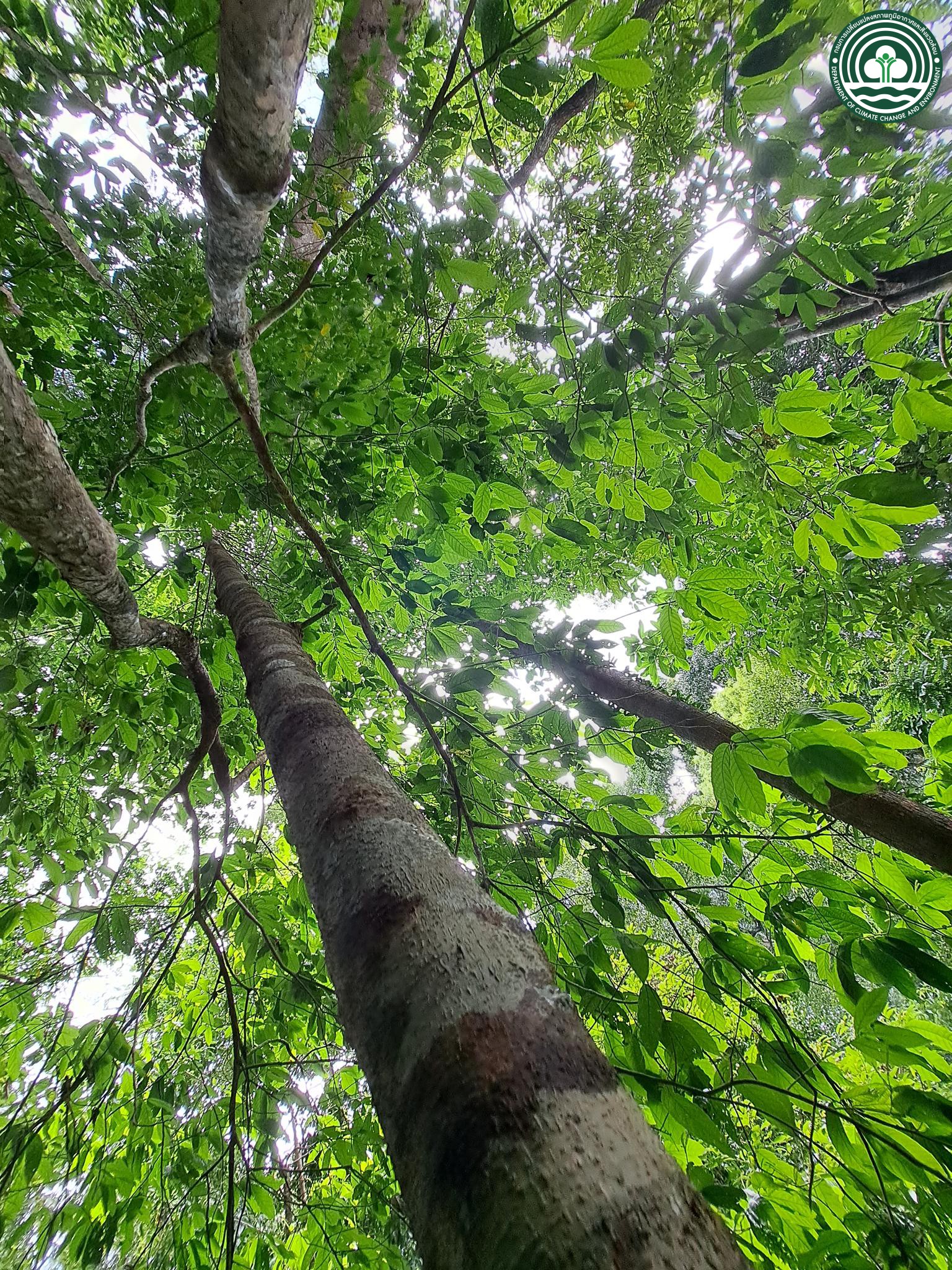 Dipterocarpus kerrii