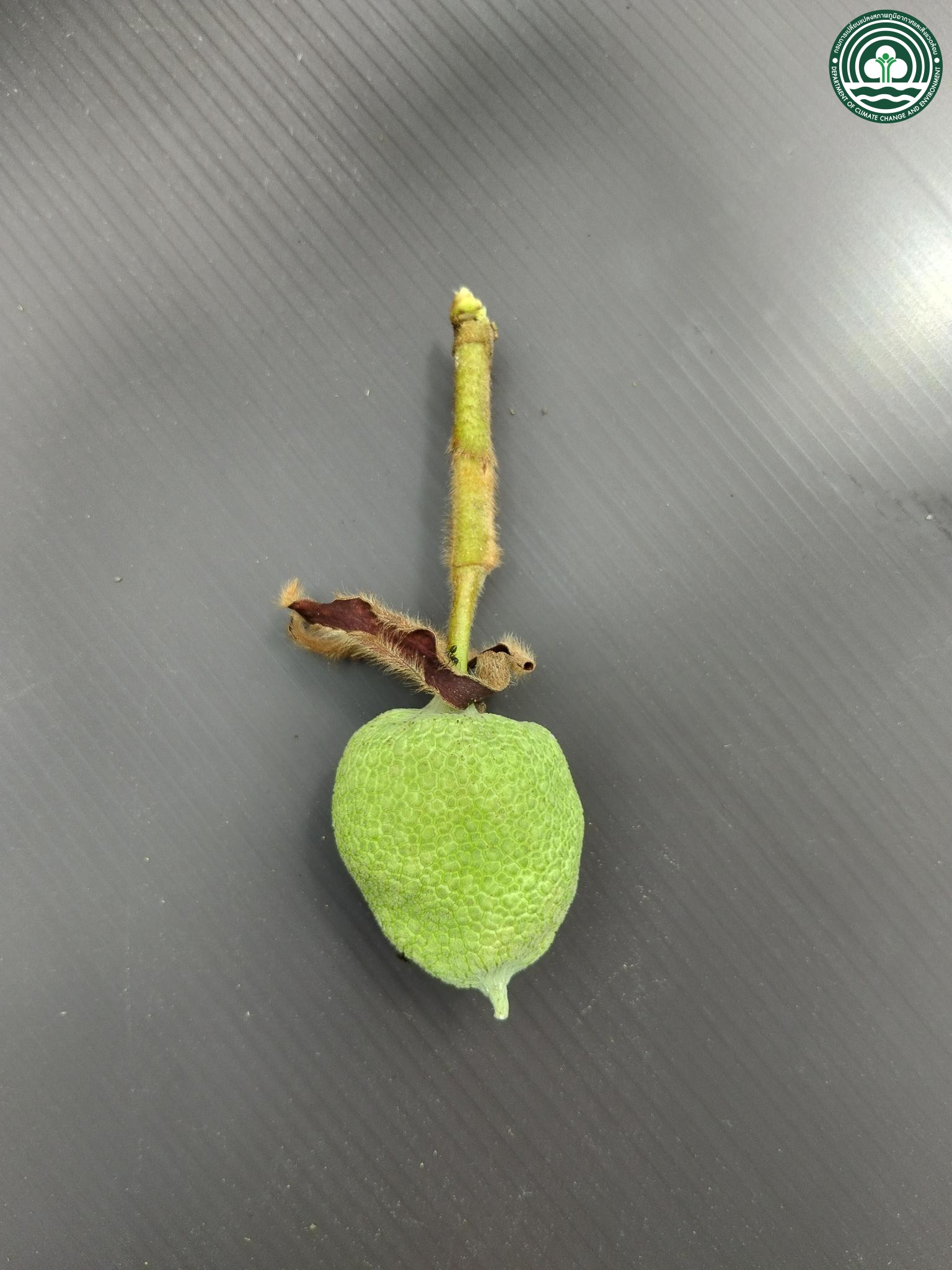 Dipterocarpus obtusifolius