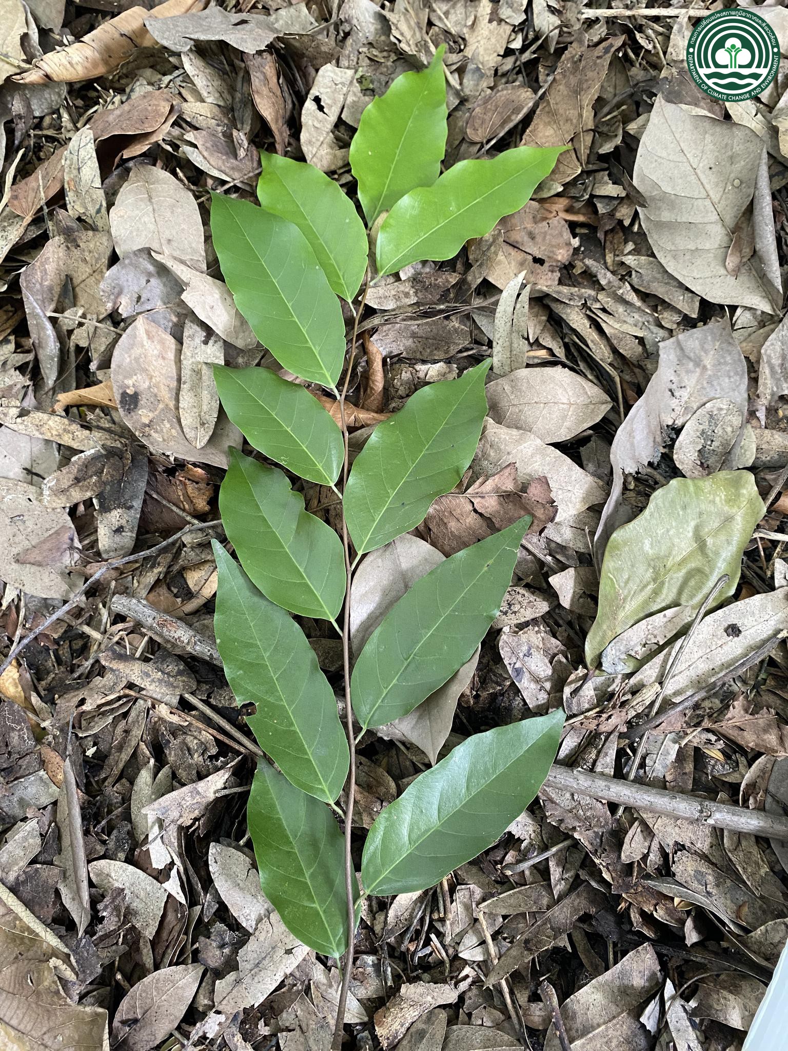 Hopea odorata