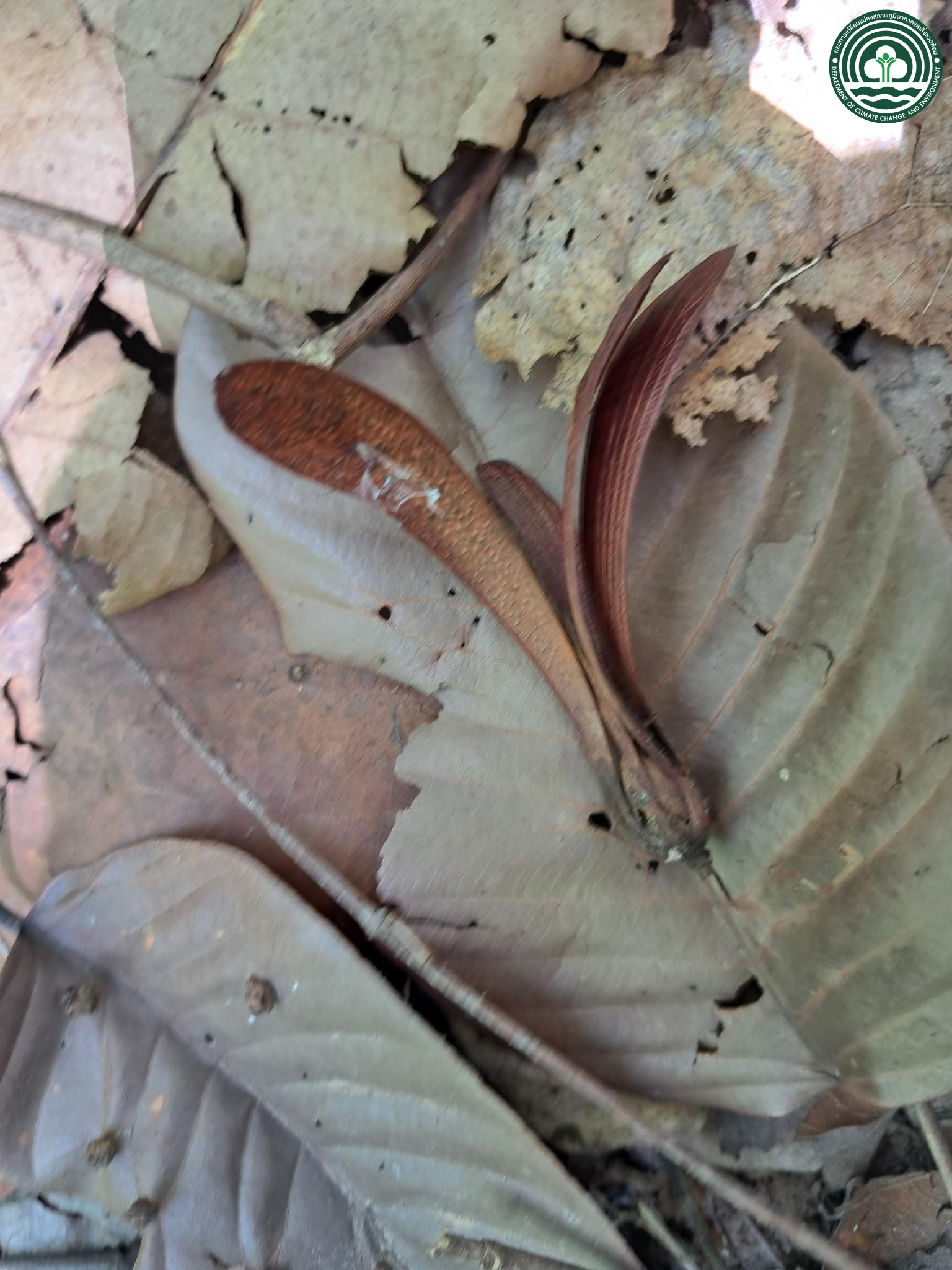Pentacme siamensis