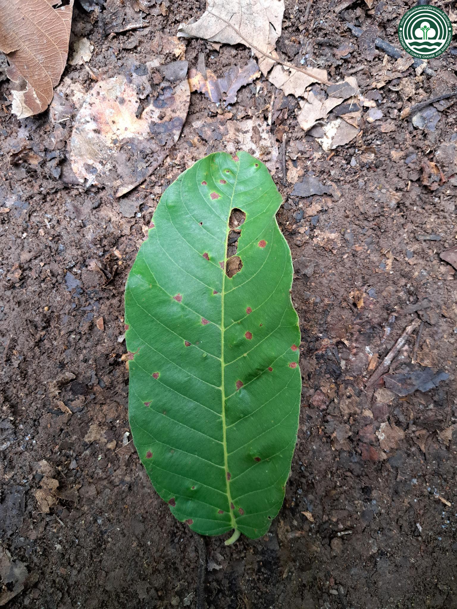 Shorea obtusa
