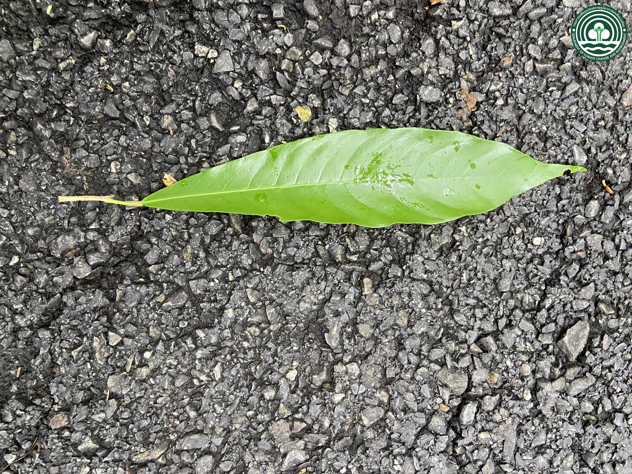 Vatica diospyroides