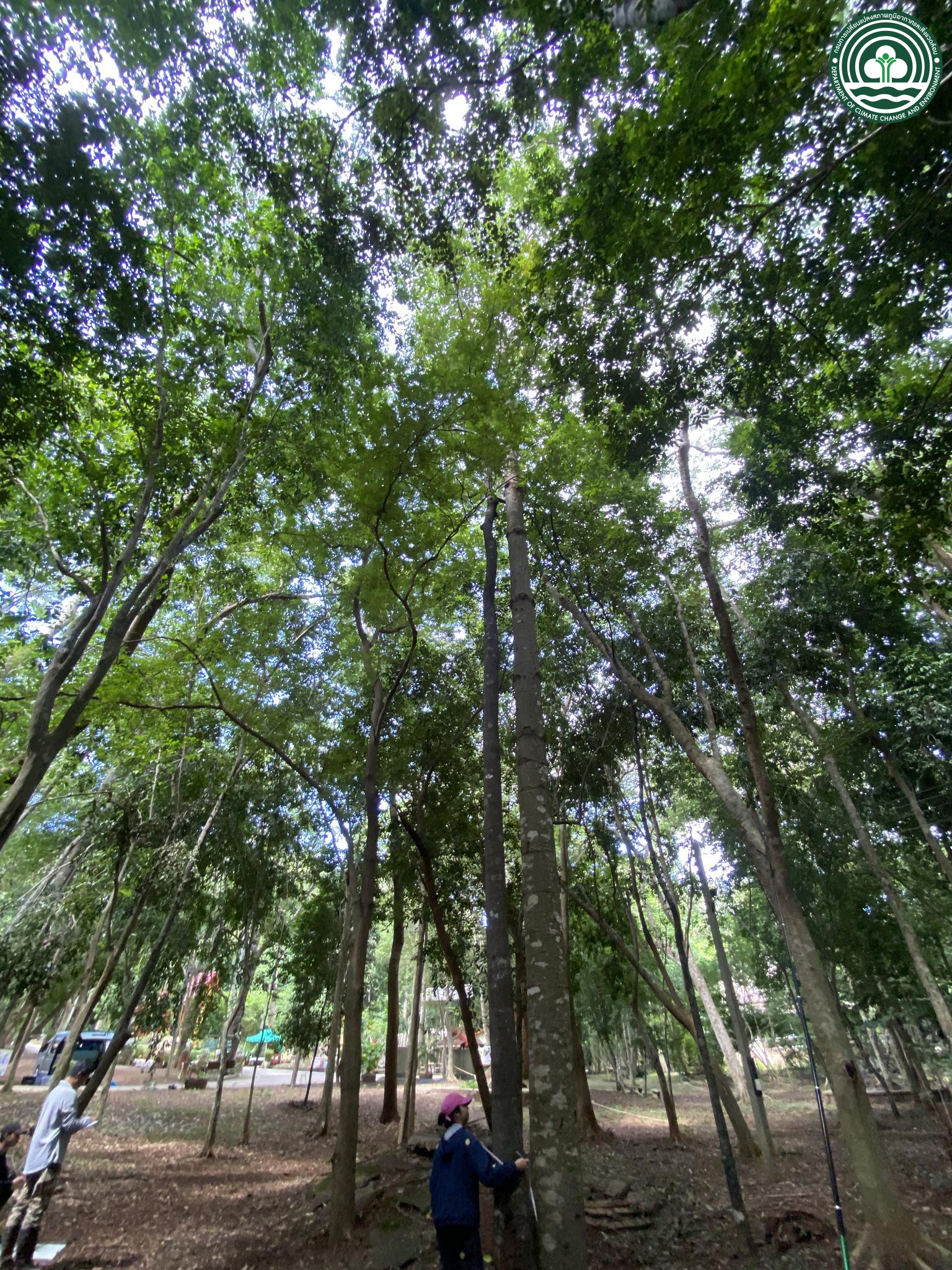 Diospyros buxifolia