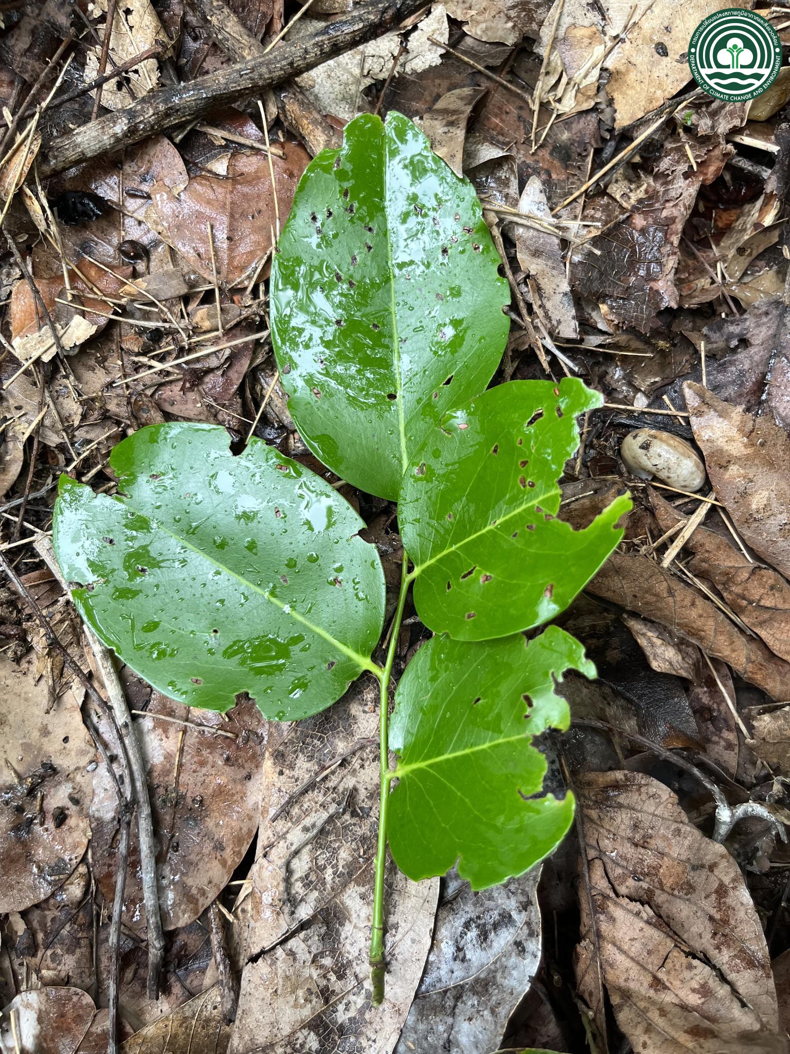 Diospyros castanea