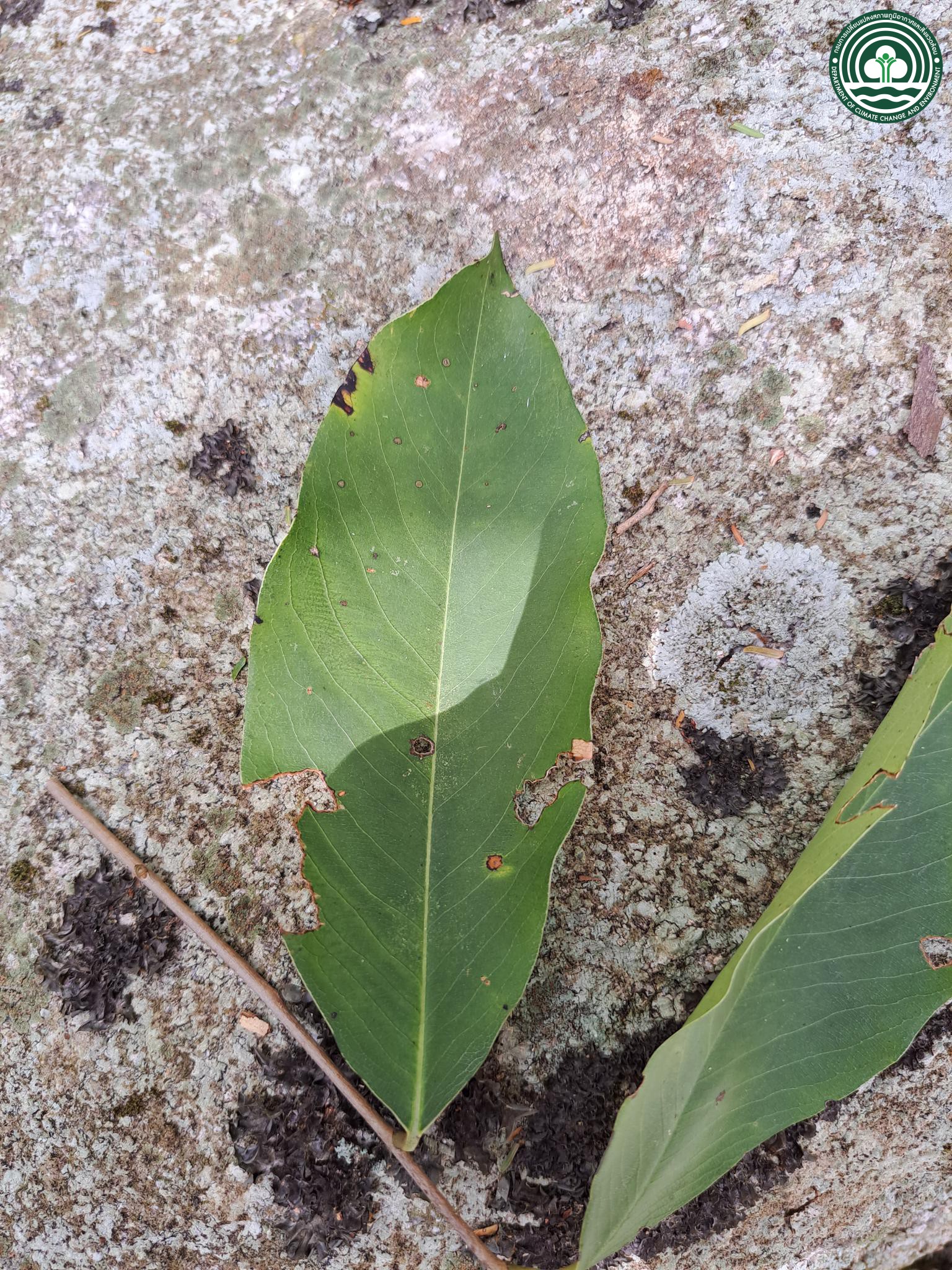 Diospyros coaetanea