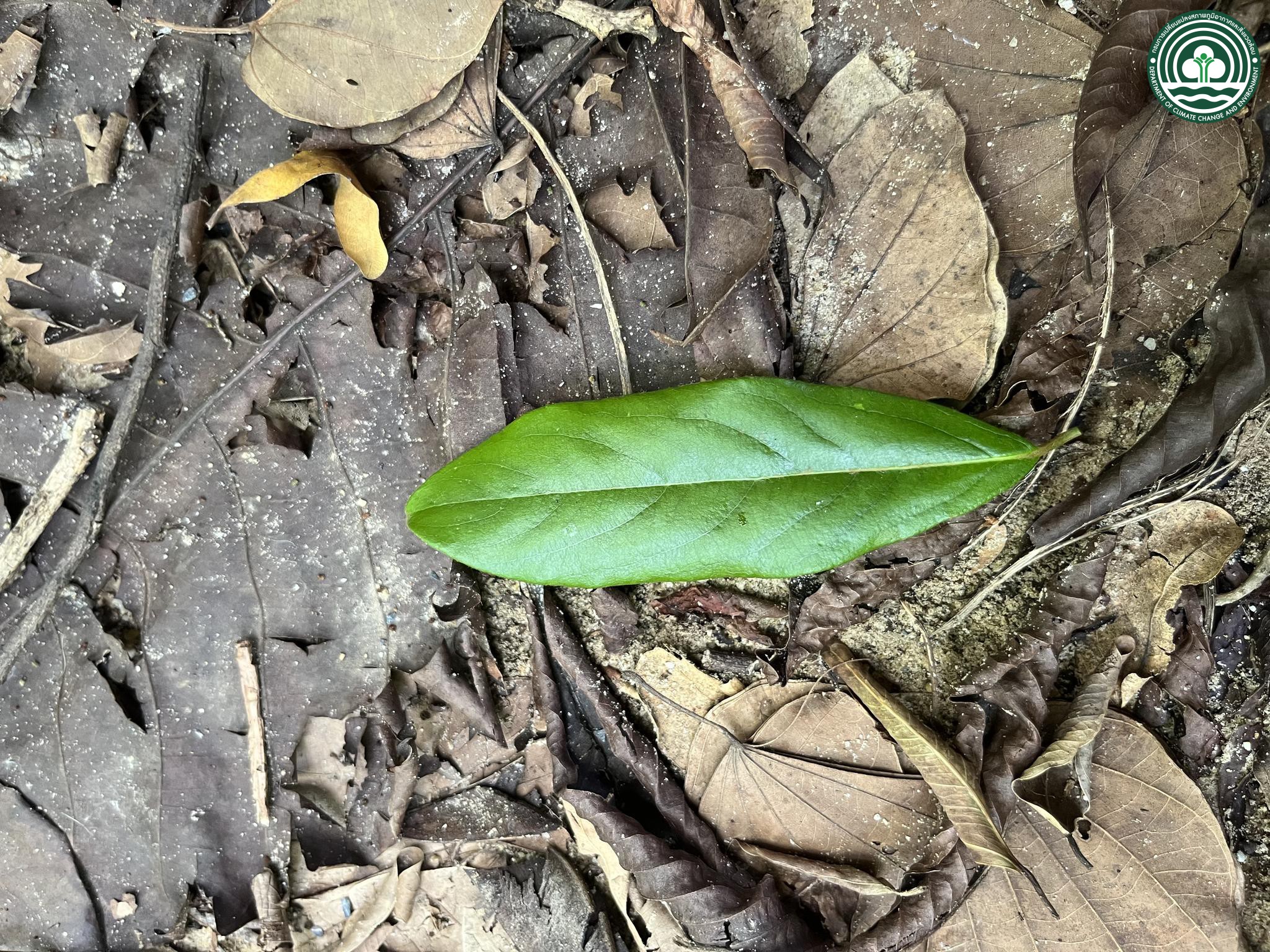 Diospyros decandra