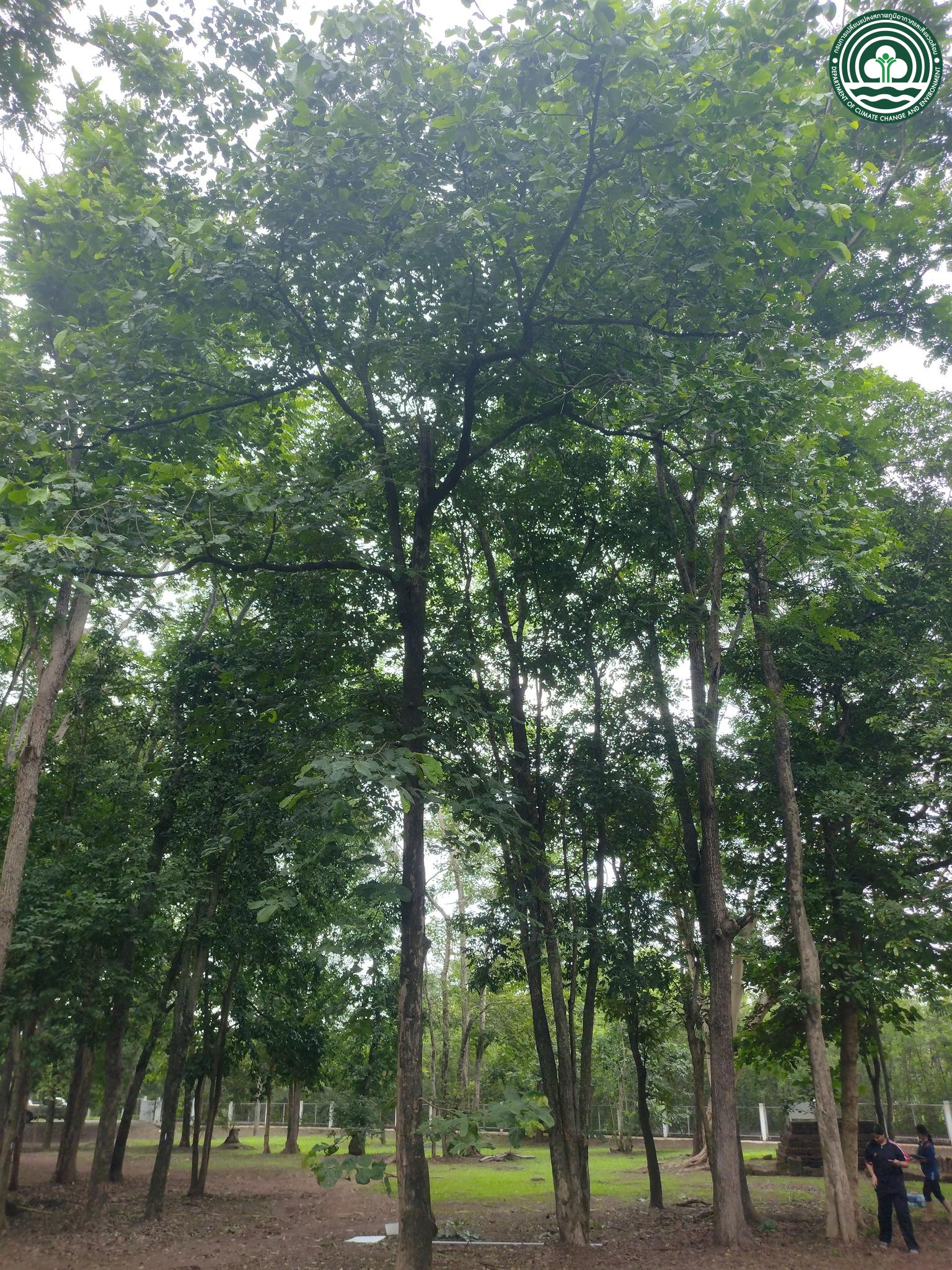 Diospyros ehretioides