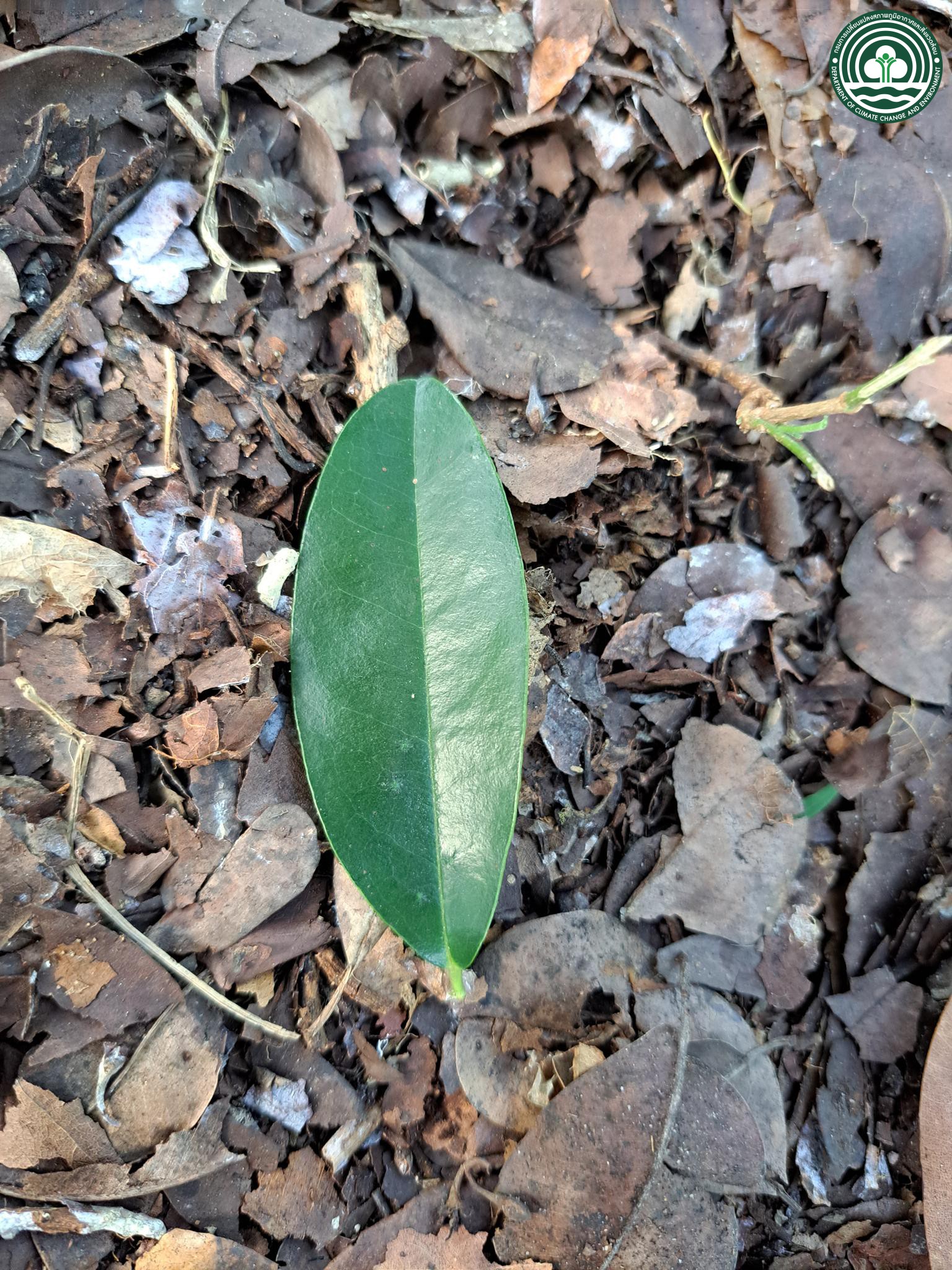 Diospyros ferrea